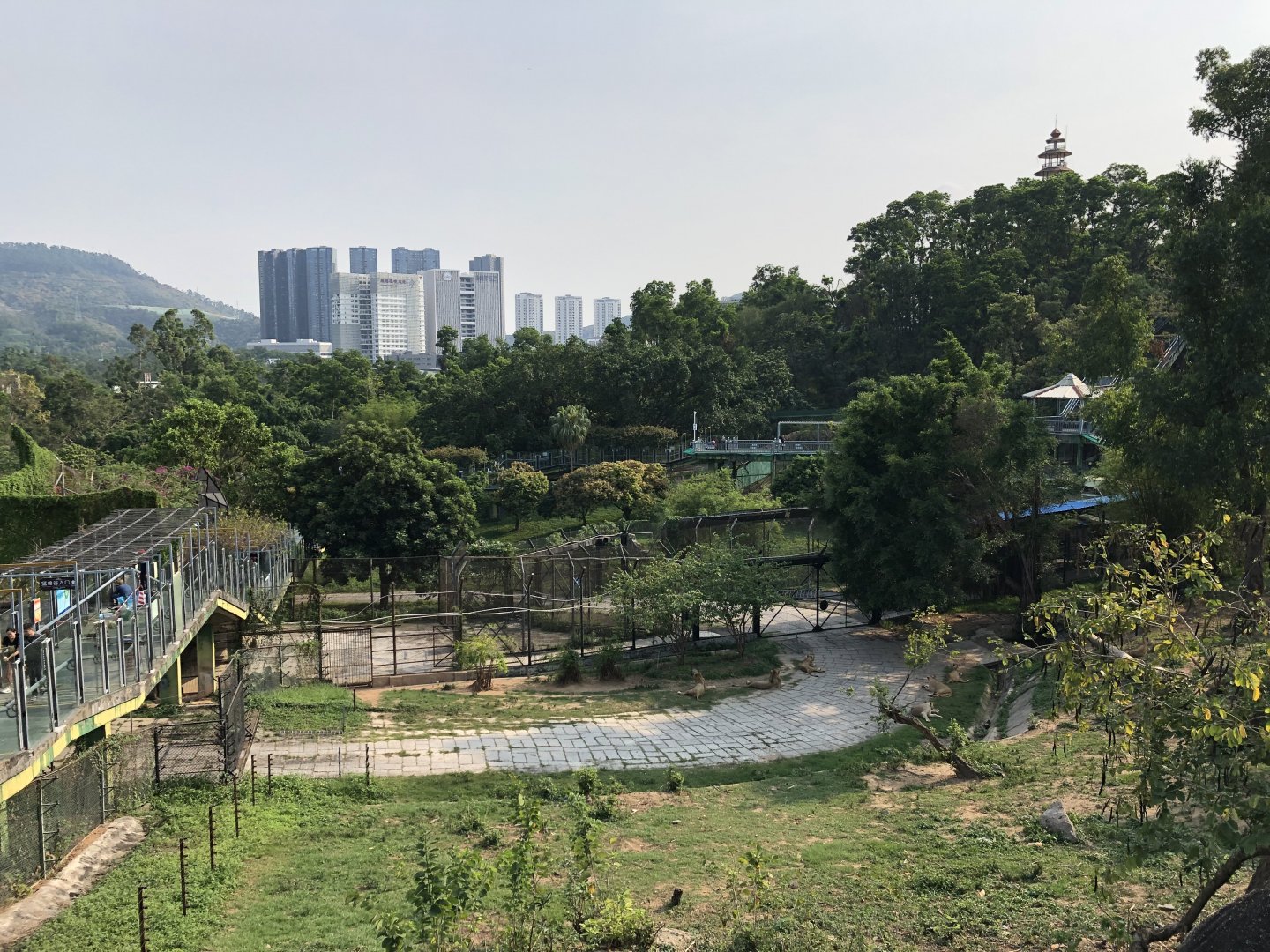 African Lion Exhibit