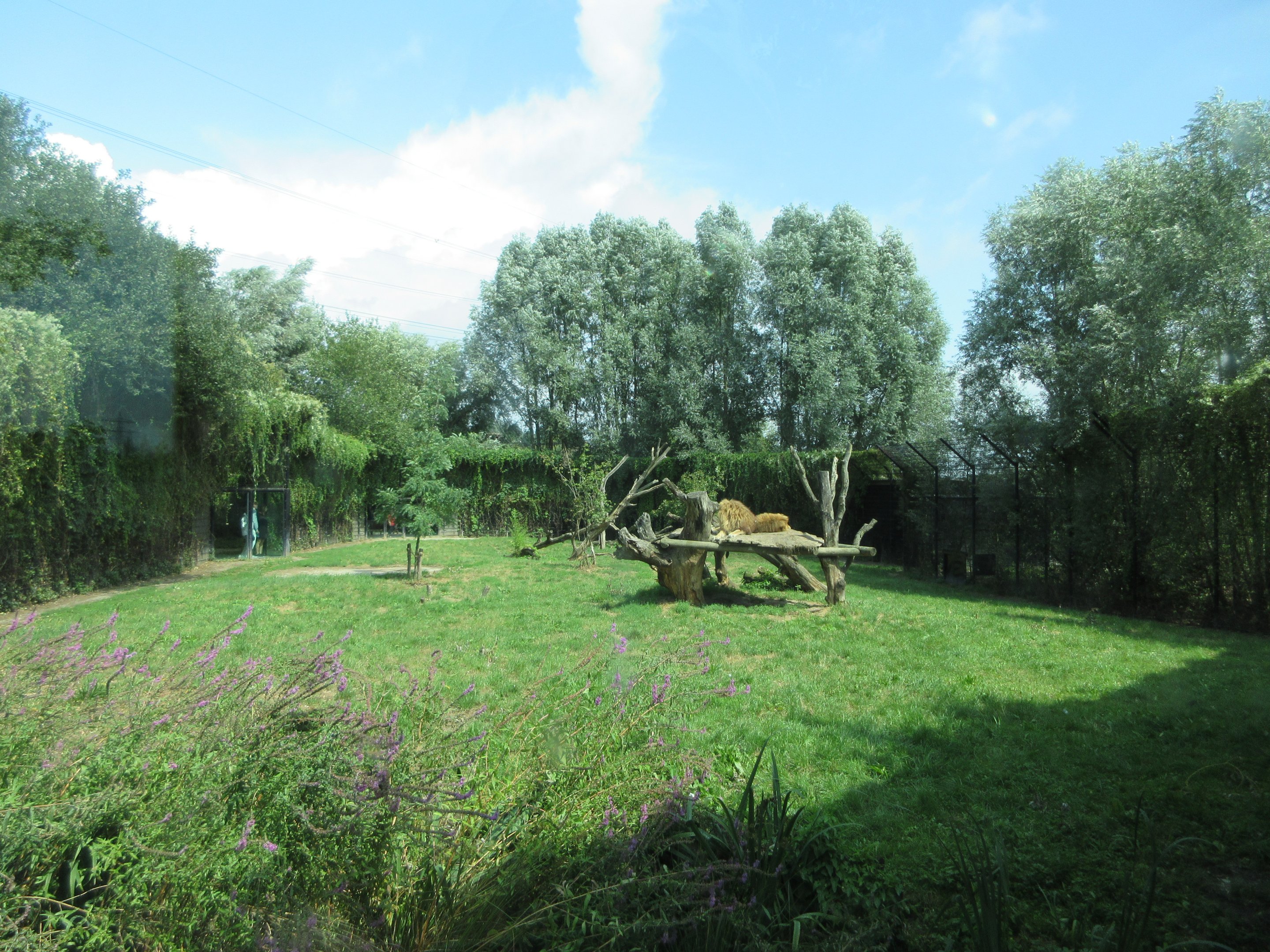 African Lion Exhibit