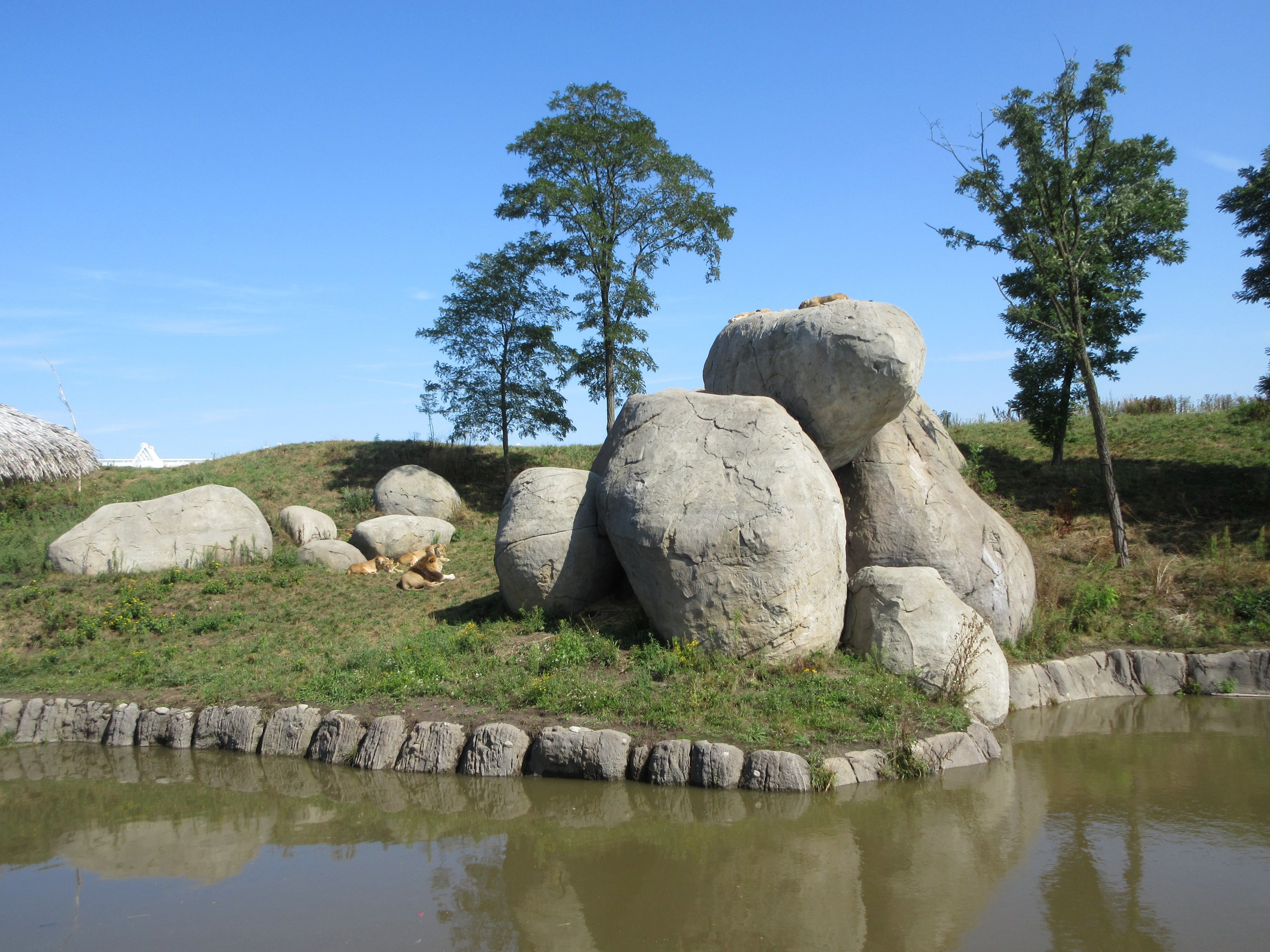 African Lion Exhibit