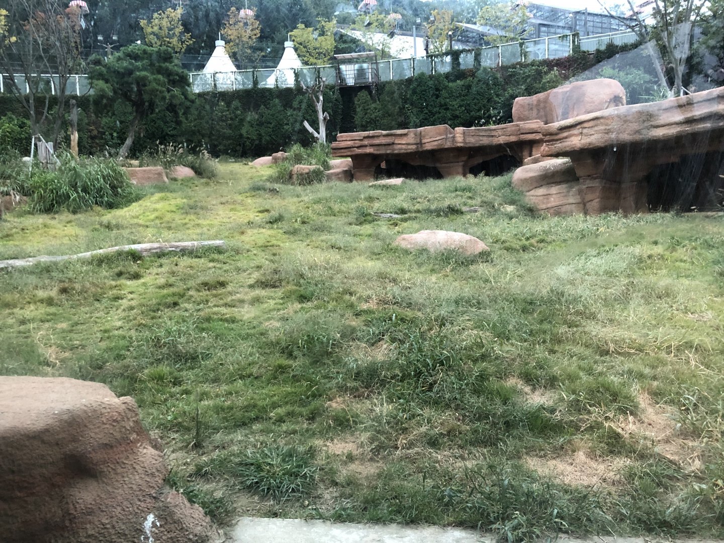 African Lion Exhibit