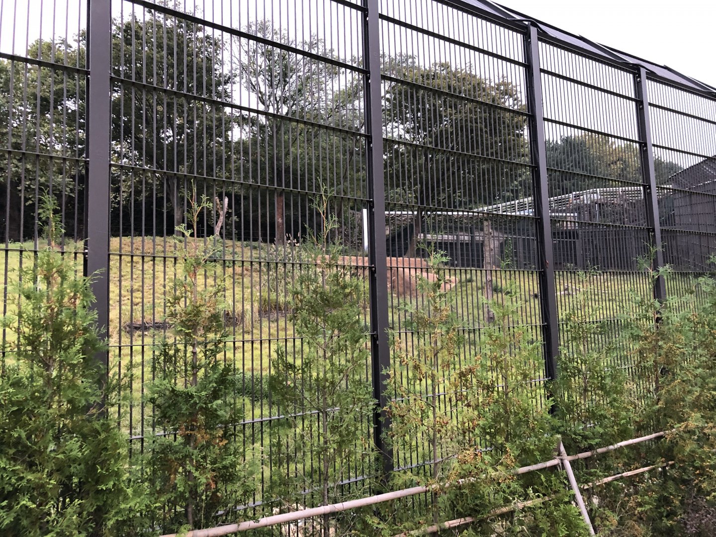 African Lion Exhibit