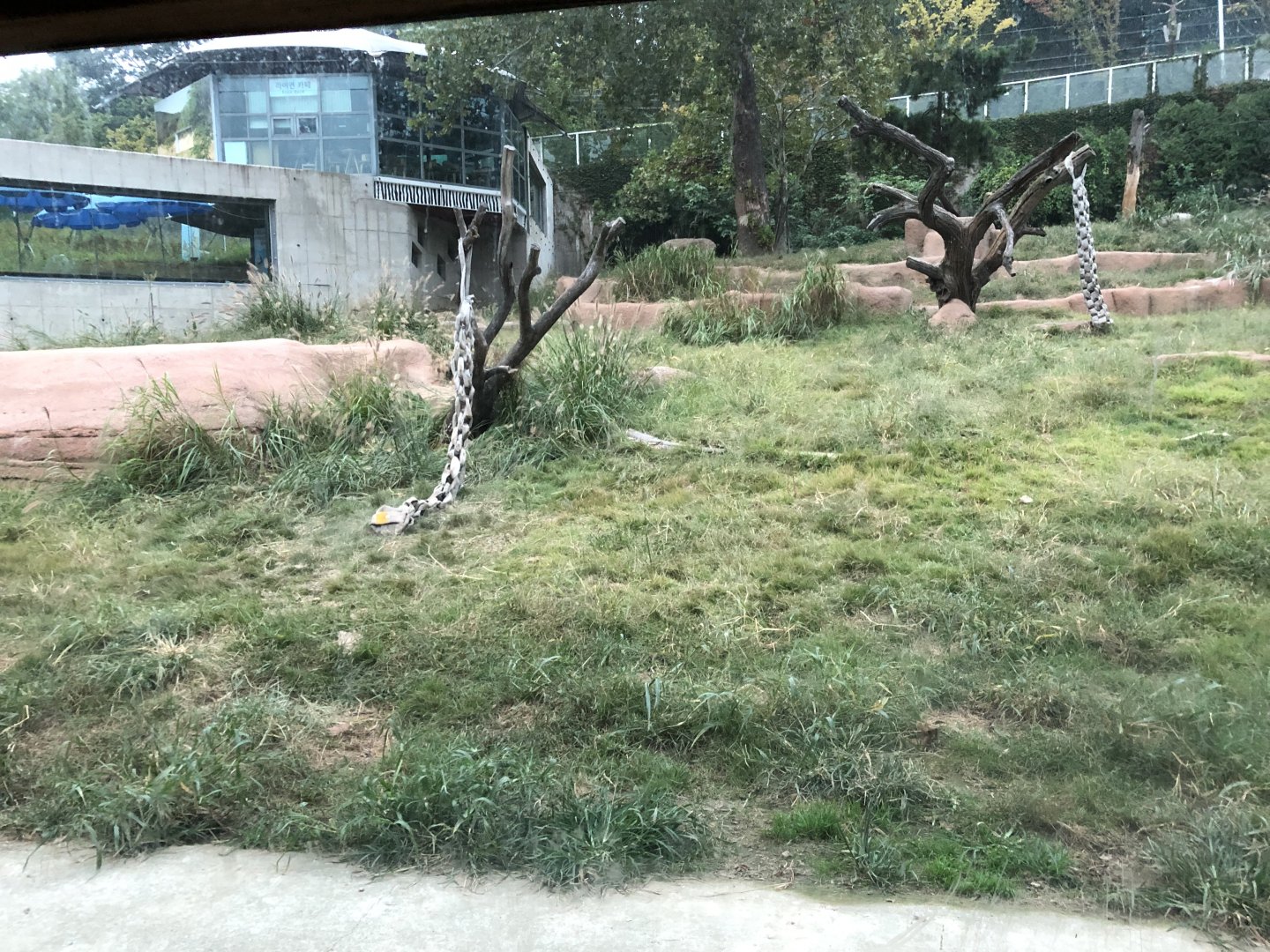 African Lion Exhibit