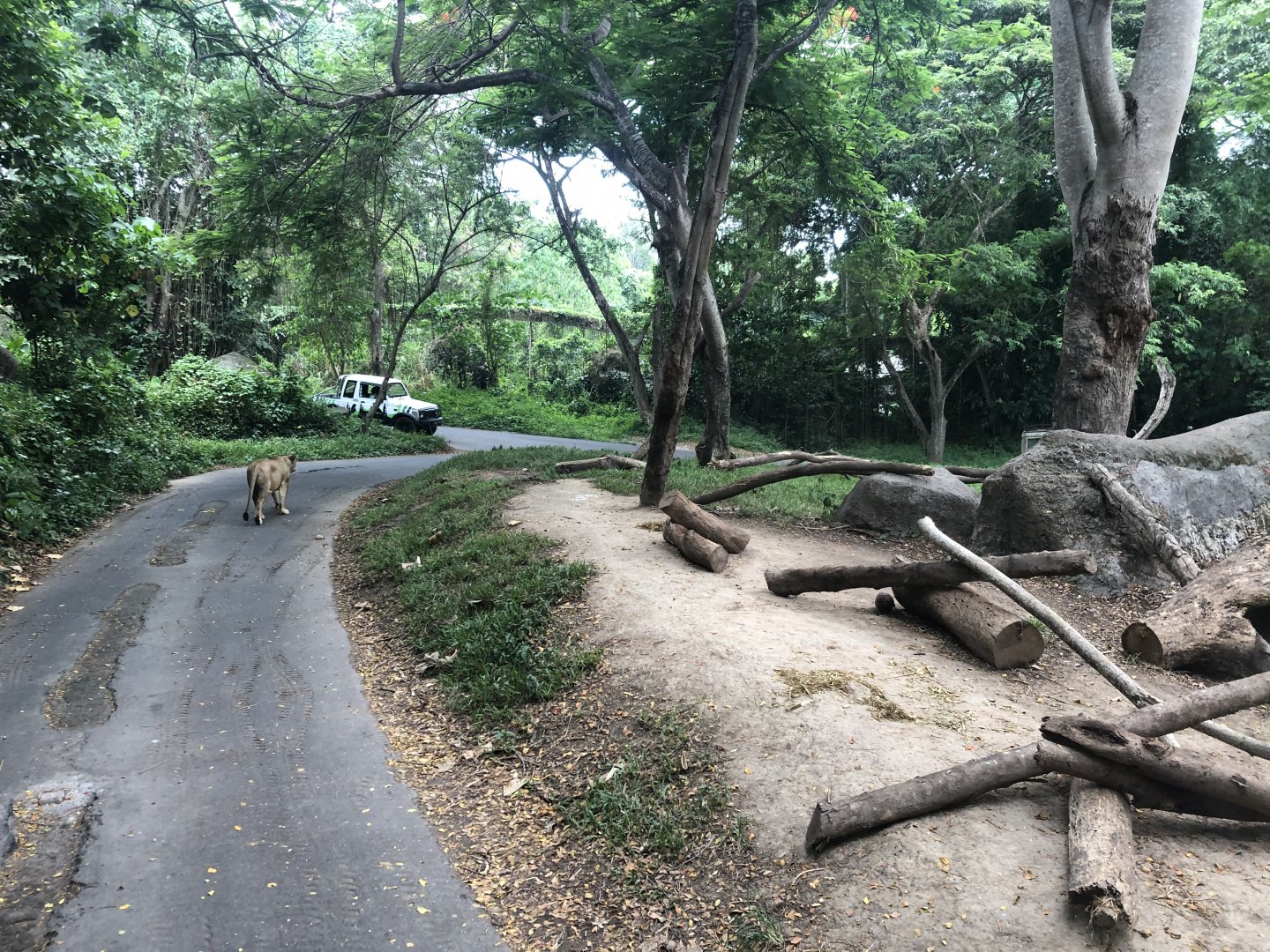 African Lion Exhibit
