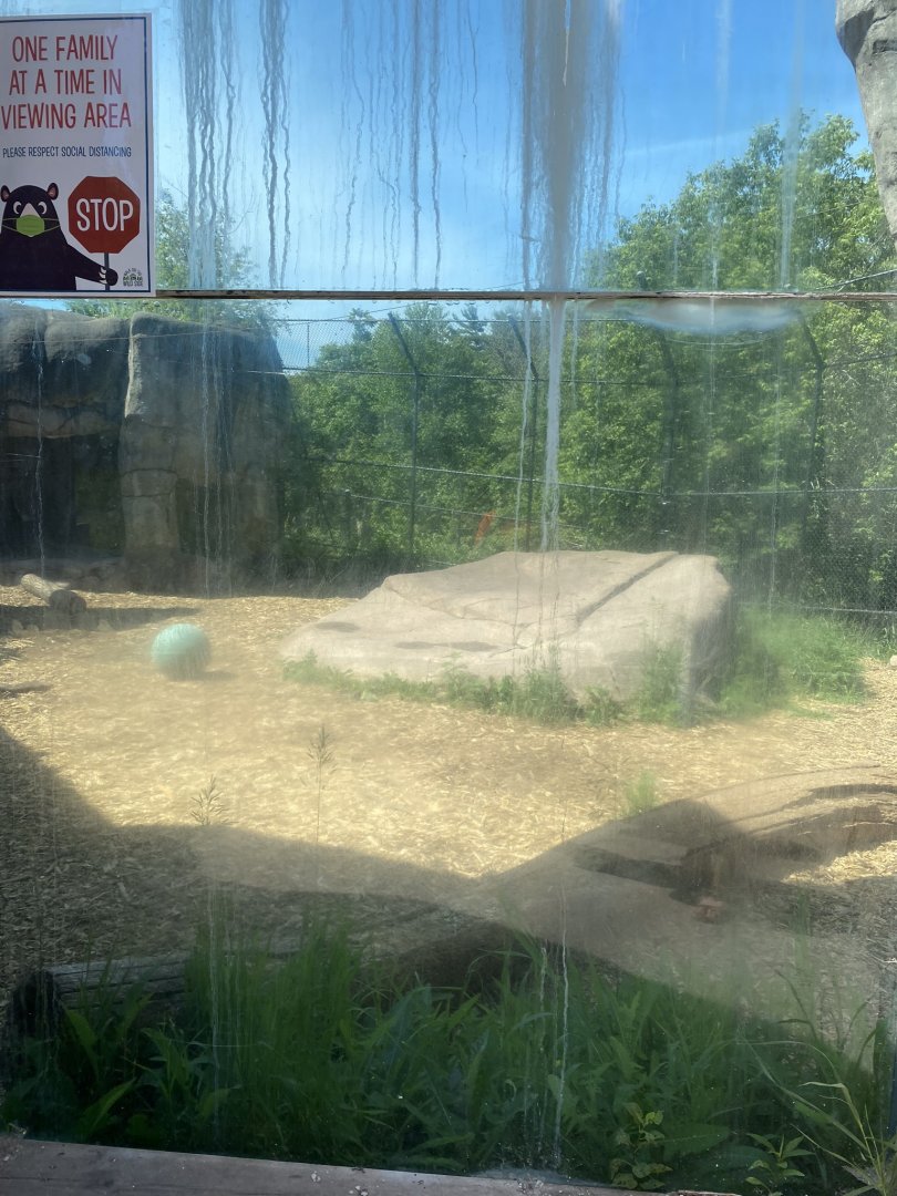 African lion exhibit