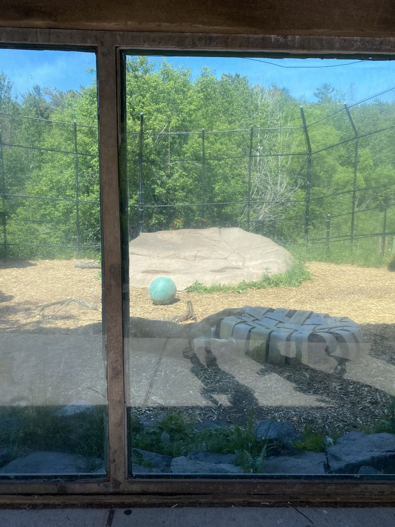 African lion exhibit