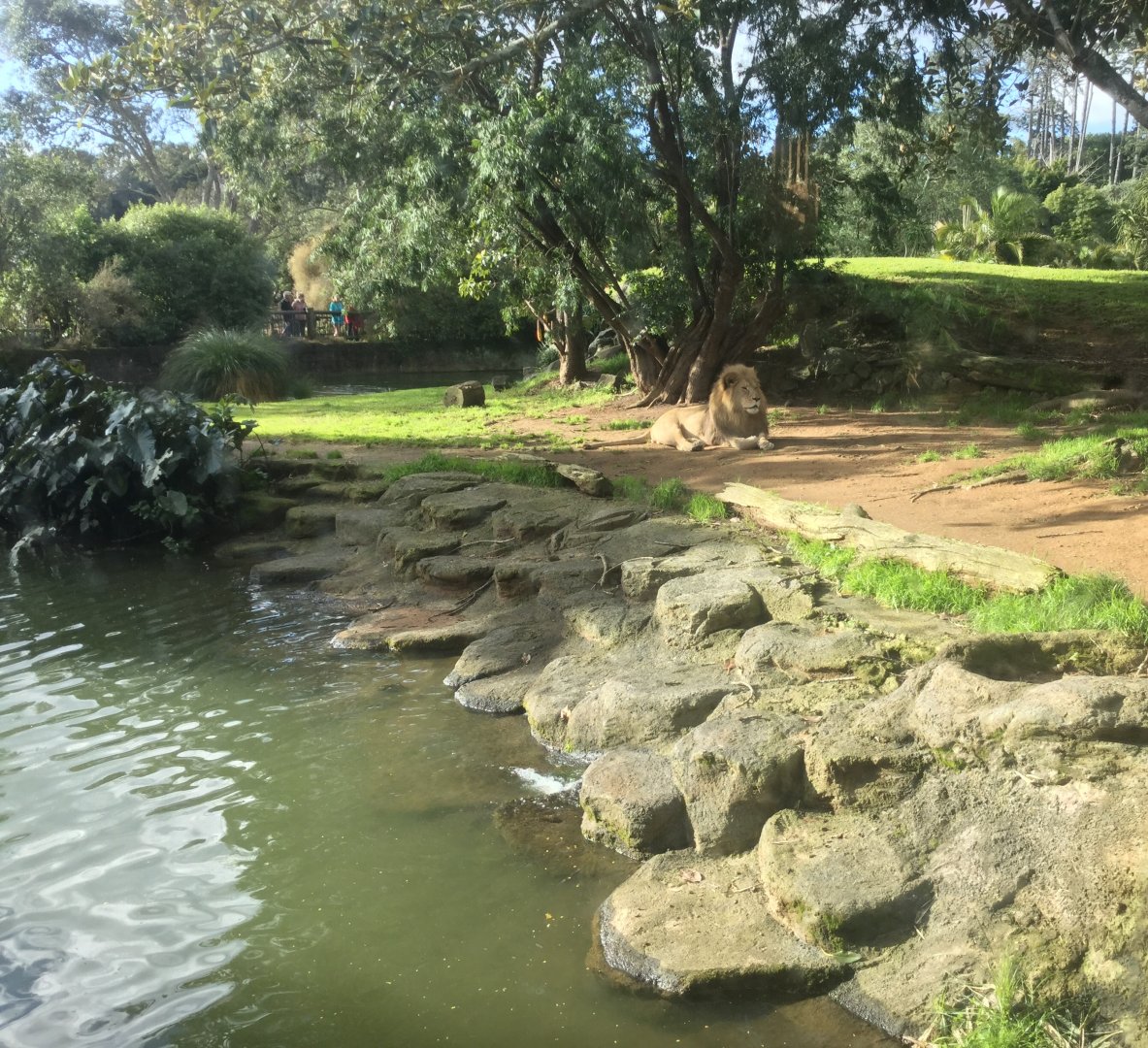African Lion Exhibit