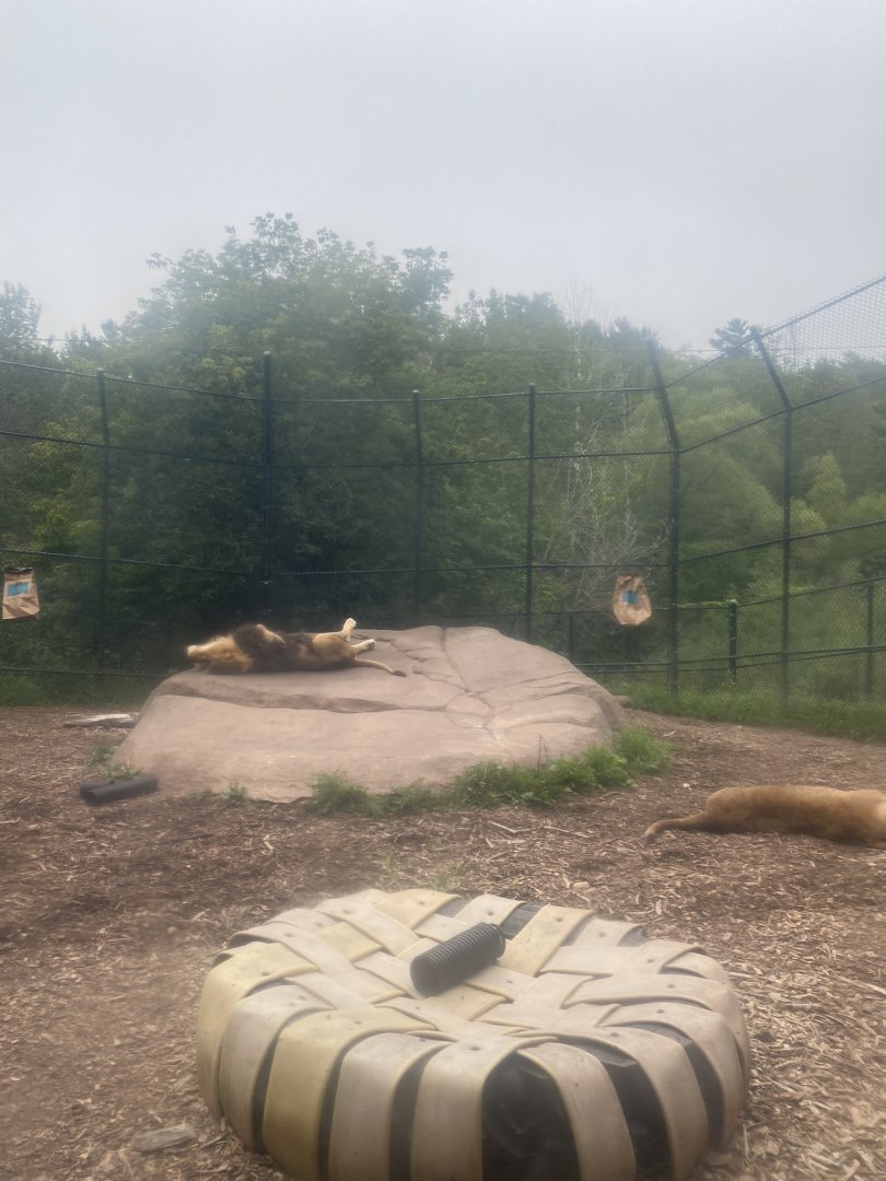 African lion exhibit
