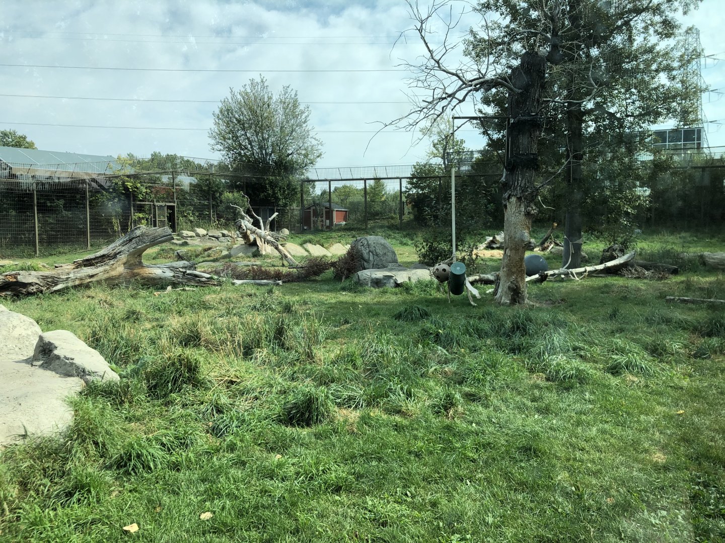 African Lion Exhibit