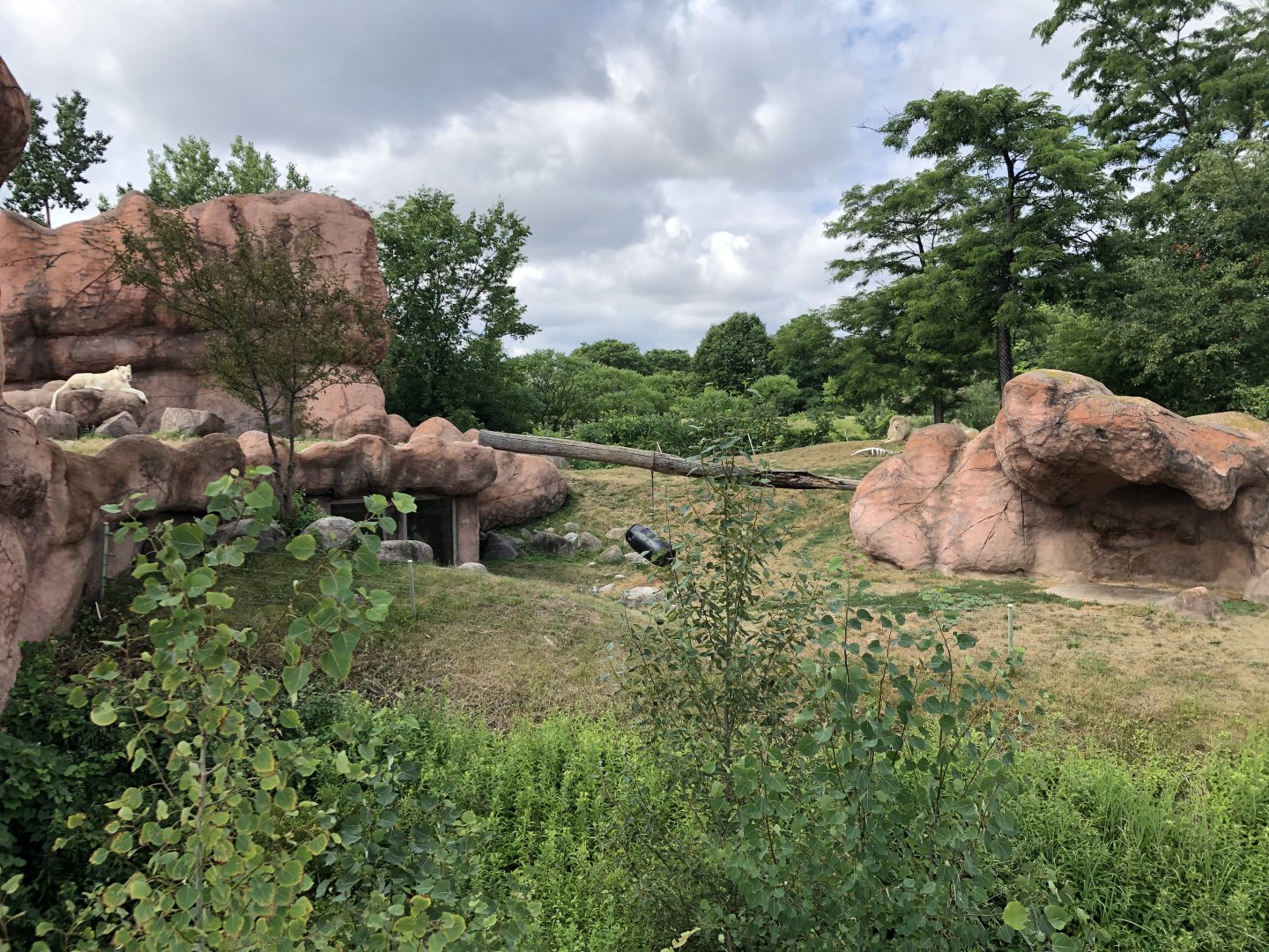 African Lion Exhibit