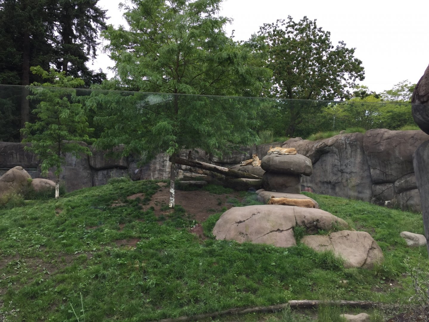 African Lion Exhibit