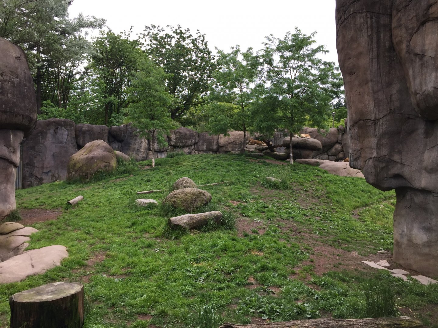 African Lion Exhibit