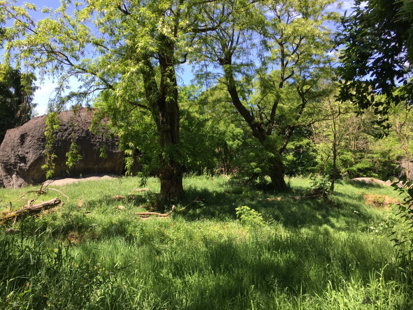 African Lion Exhibit