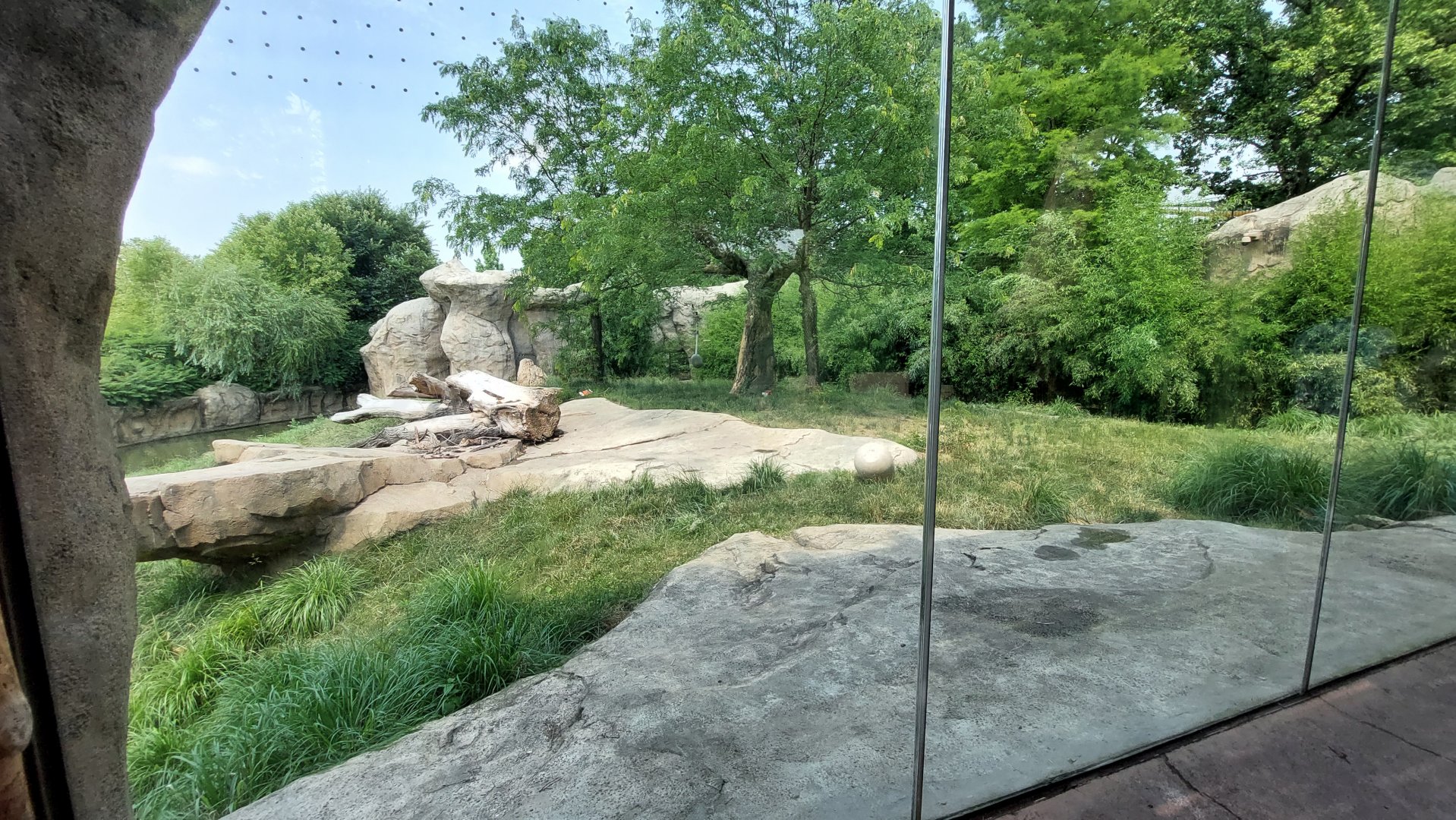 African Lion Exhibit