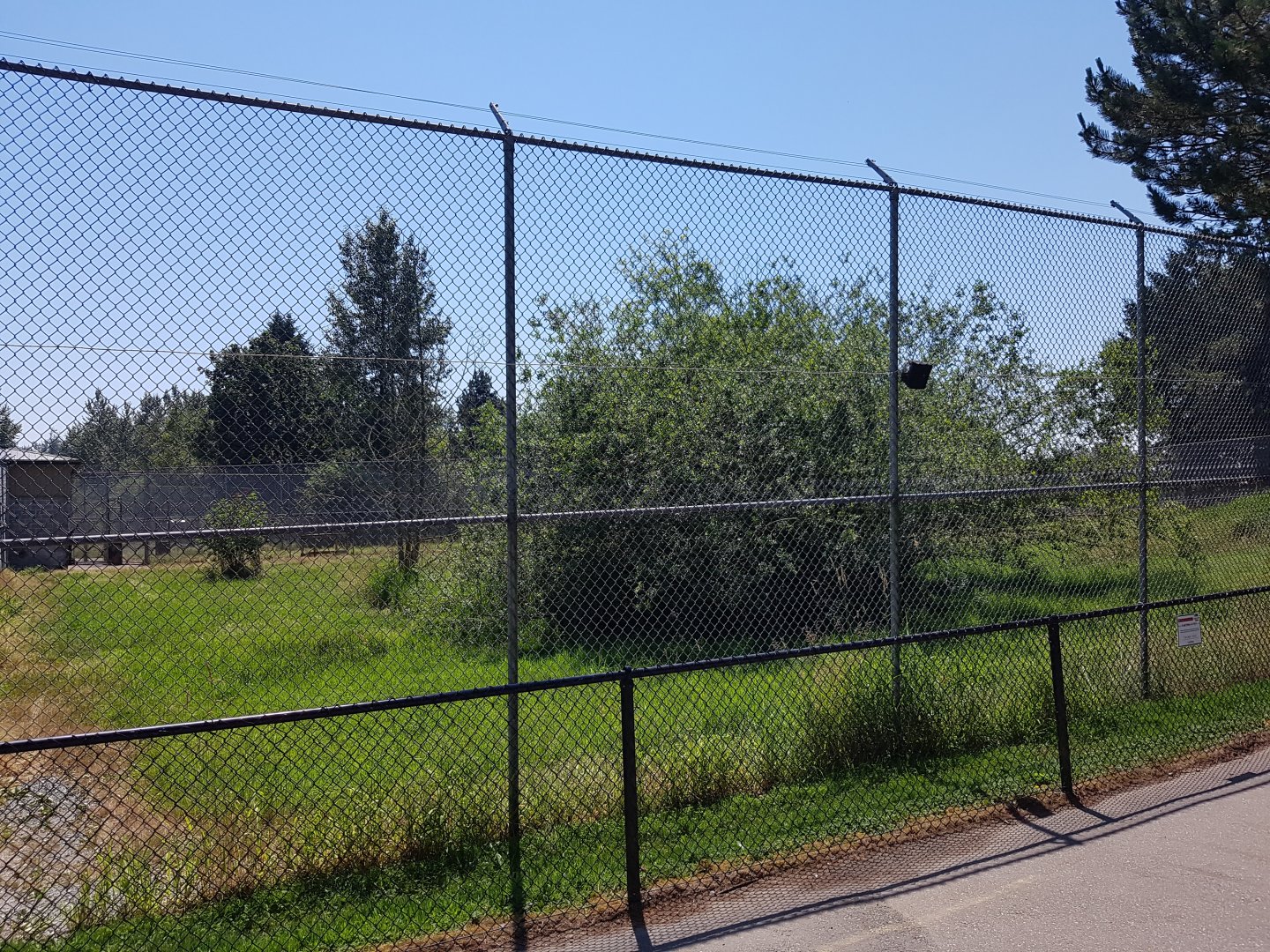 African Lion Exhibit