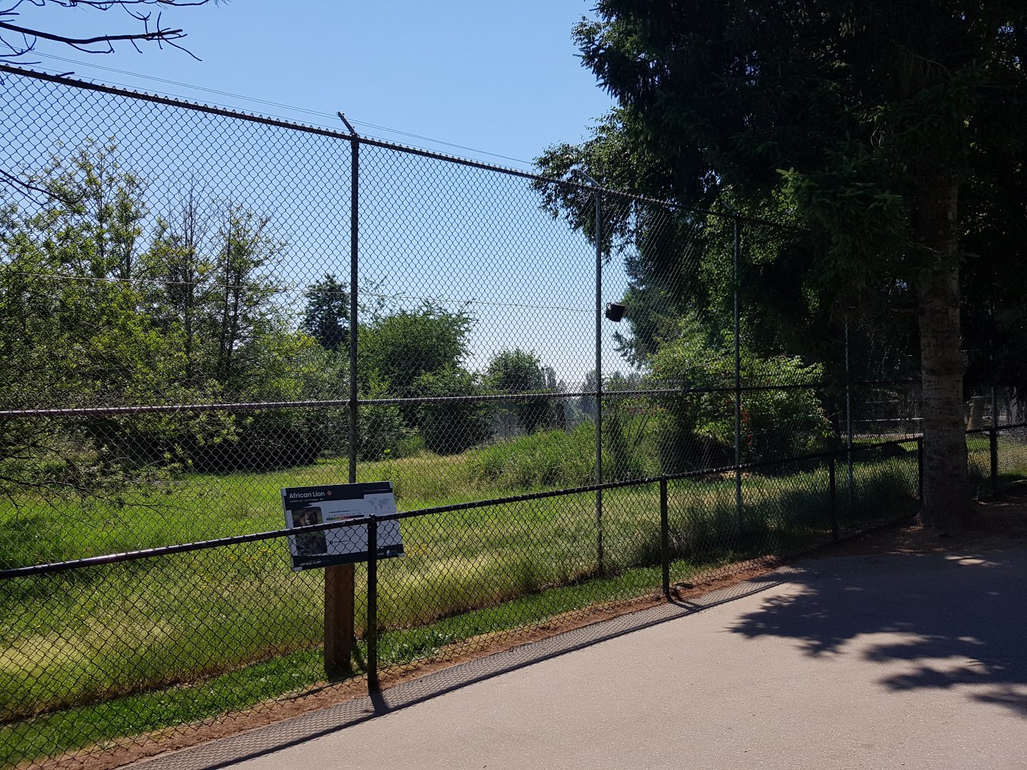 African Lion Exhibit