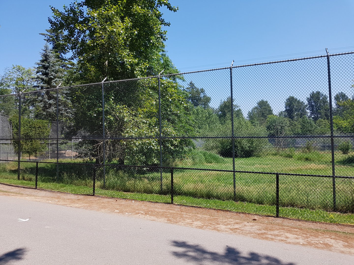 African Lion Exhibit