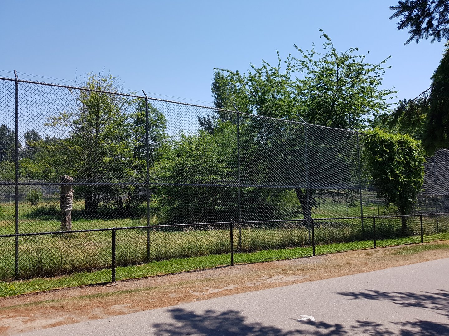 African Lion Exhibit