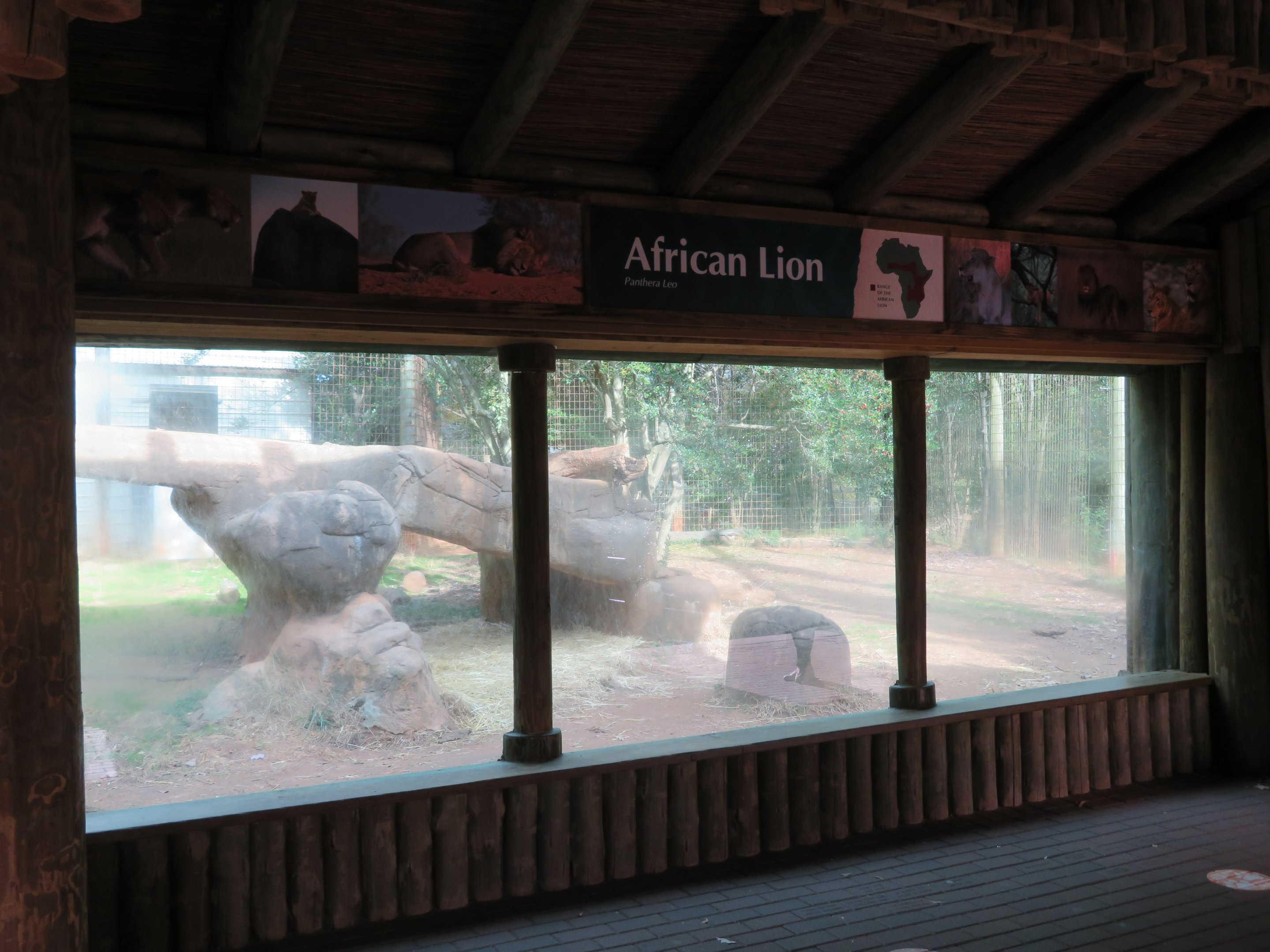 African Lion Exhibit