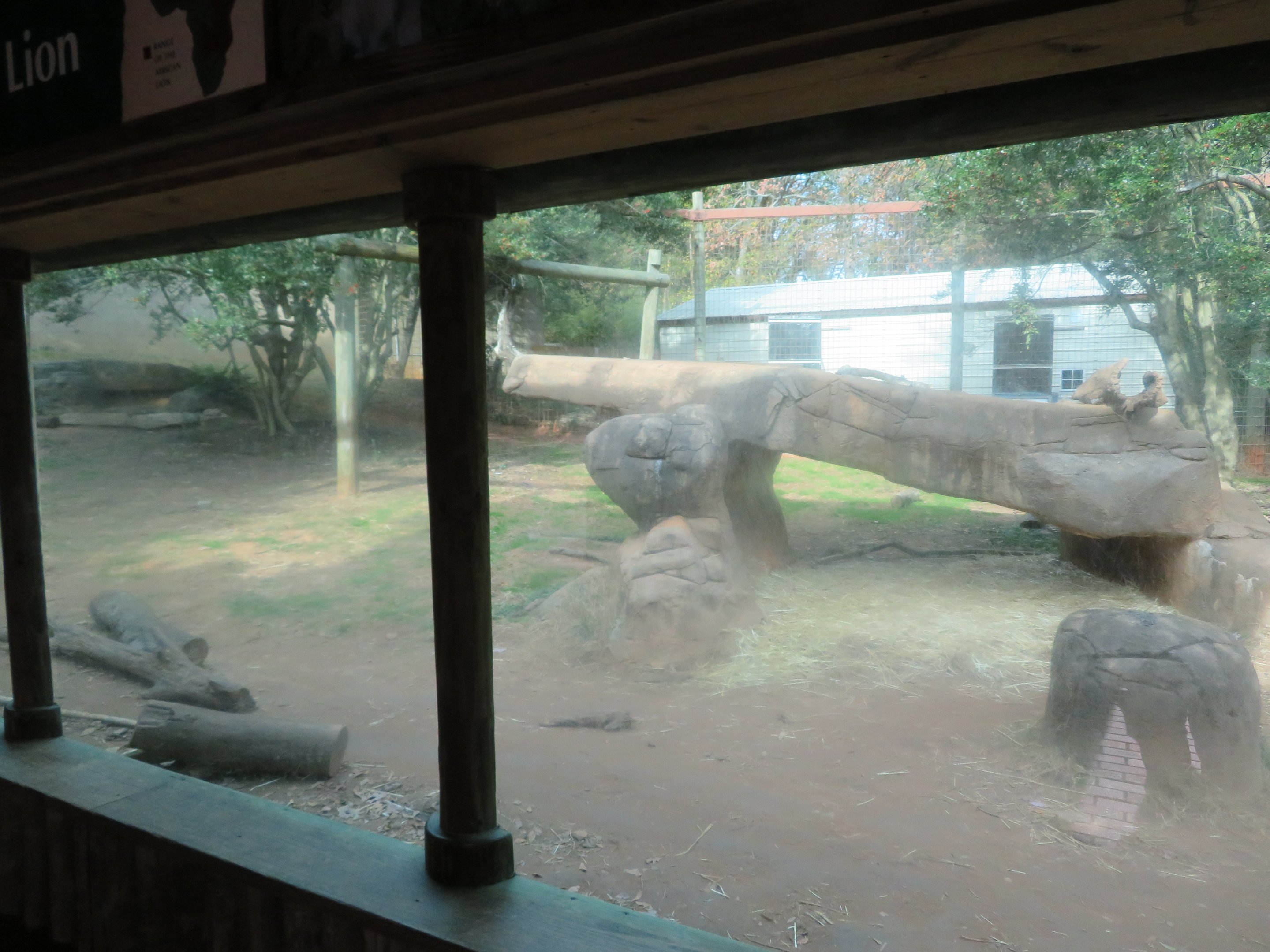 African Lion Exhibit