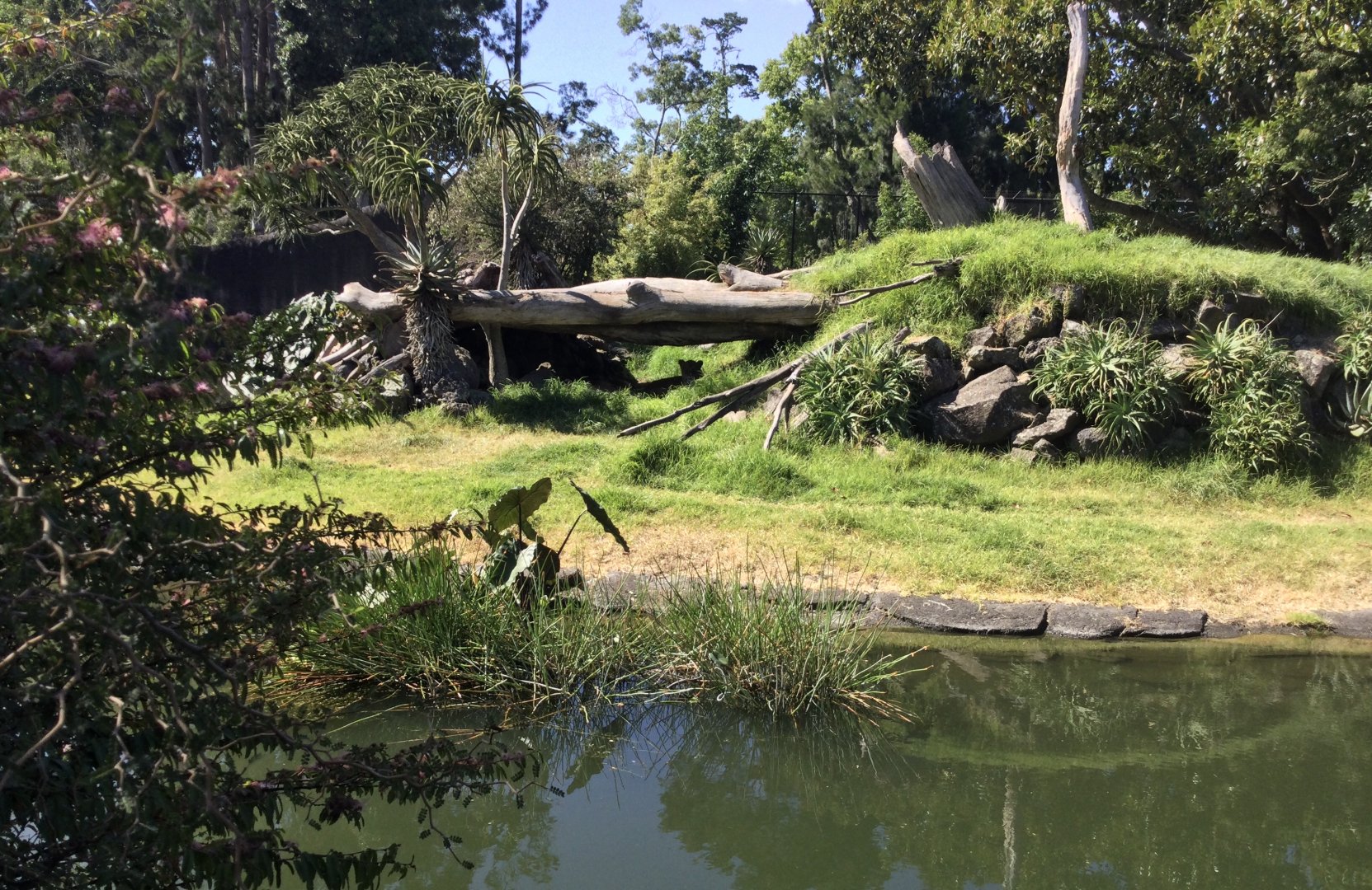 African Lion Exhibit