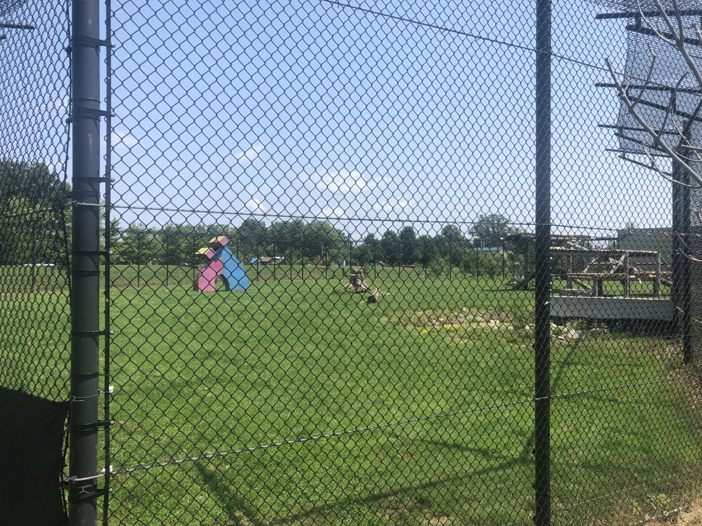 African Lion Exhibit