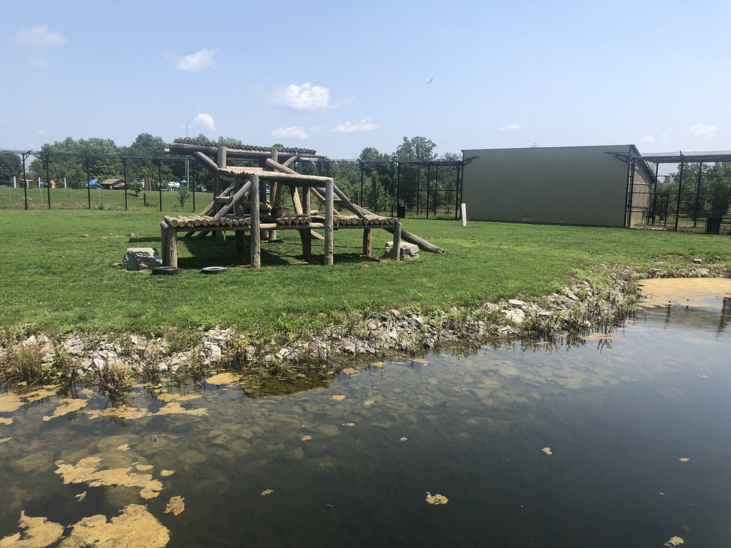 African Lion Exhibit