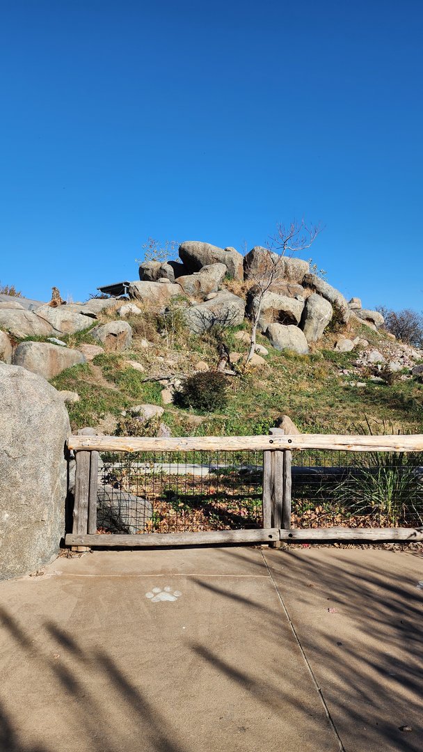 African Lion Exhibit