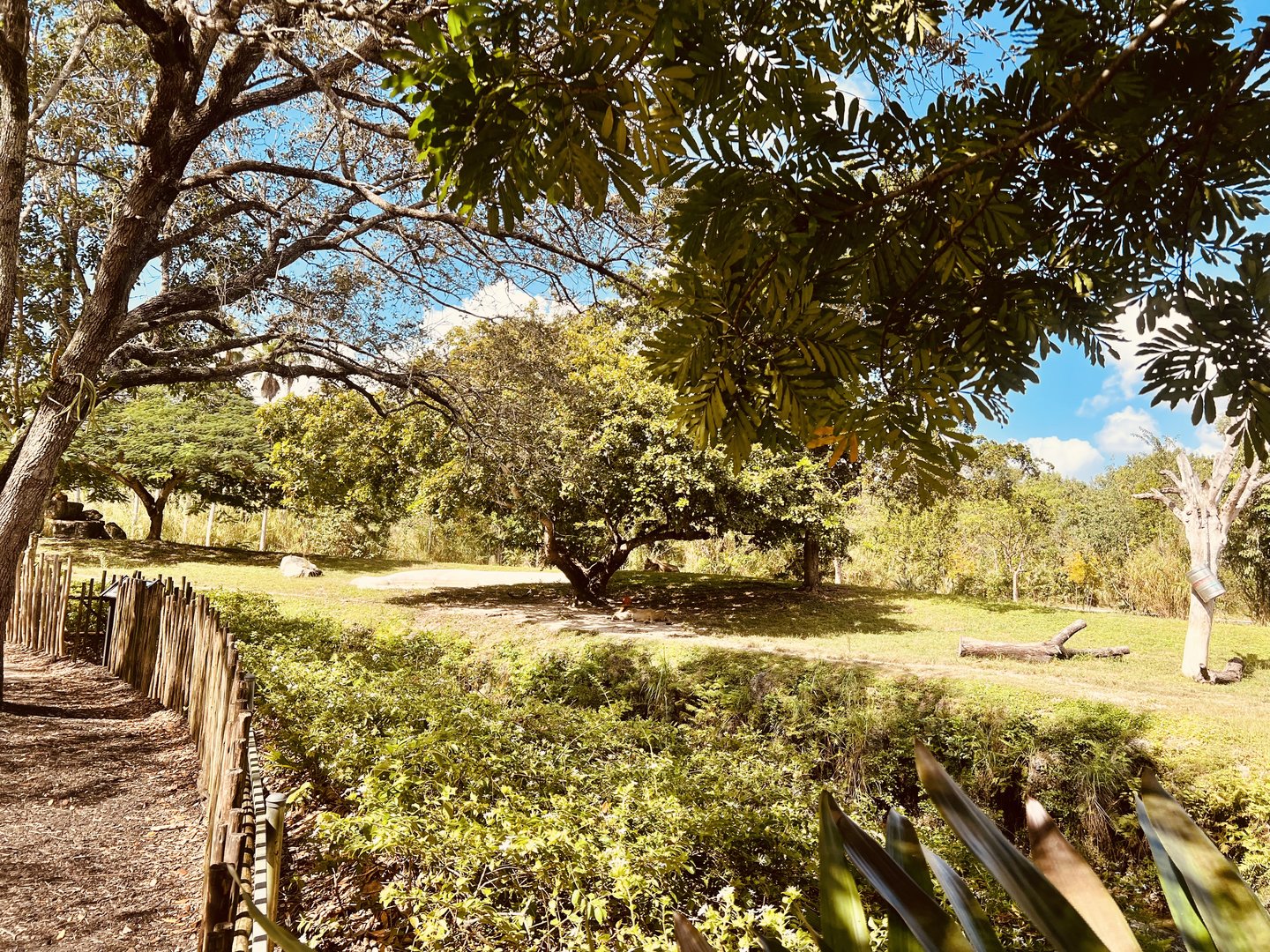 African Lion Exhibit