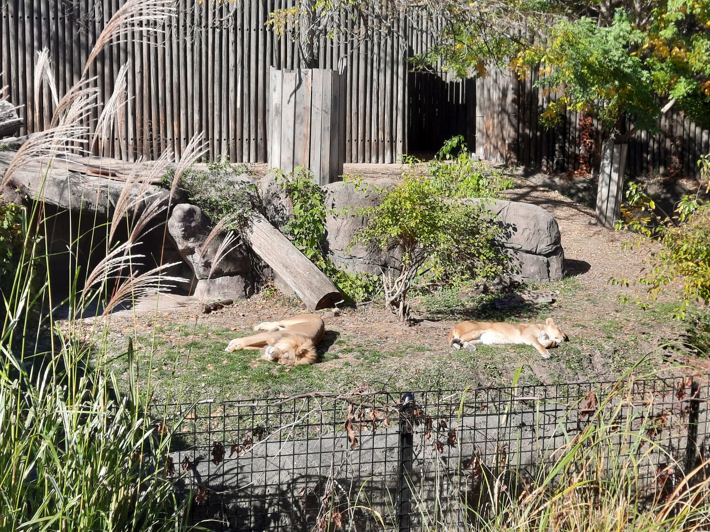 African Lion Exhibit