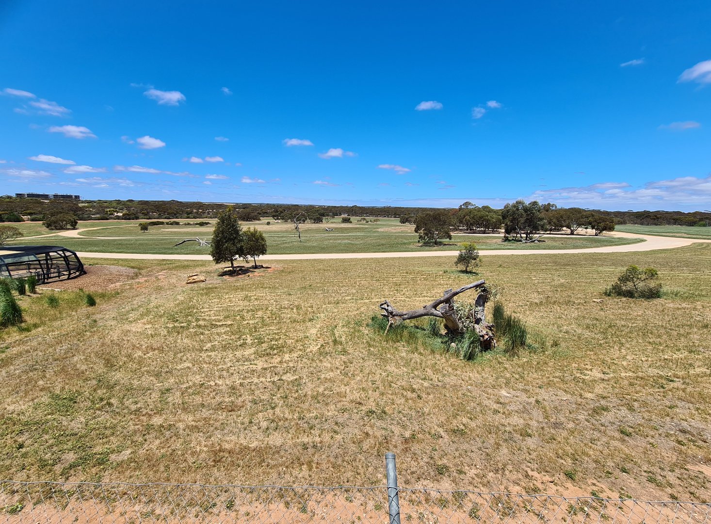 African Lion Exhibit