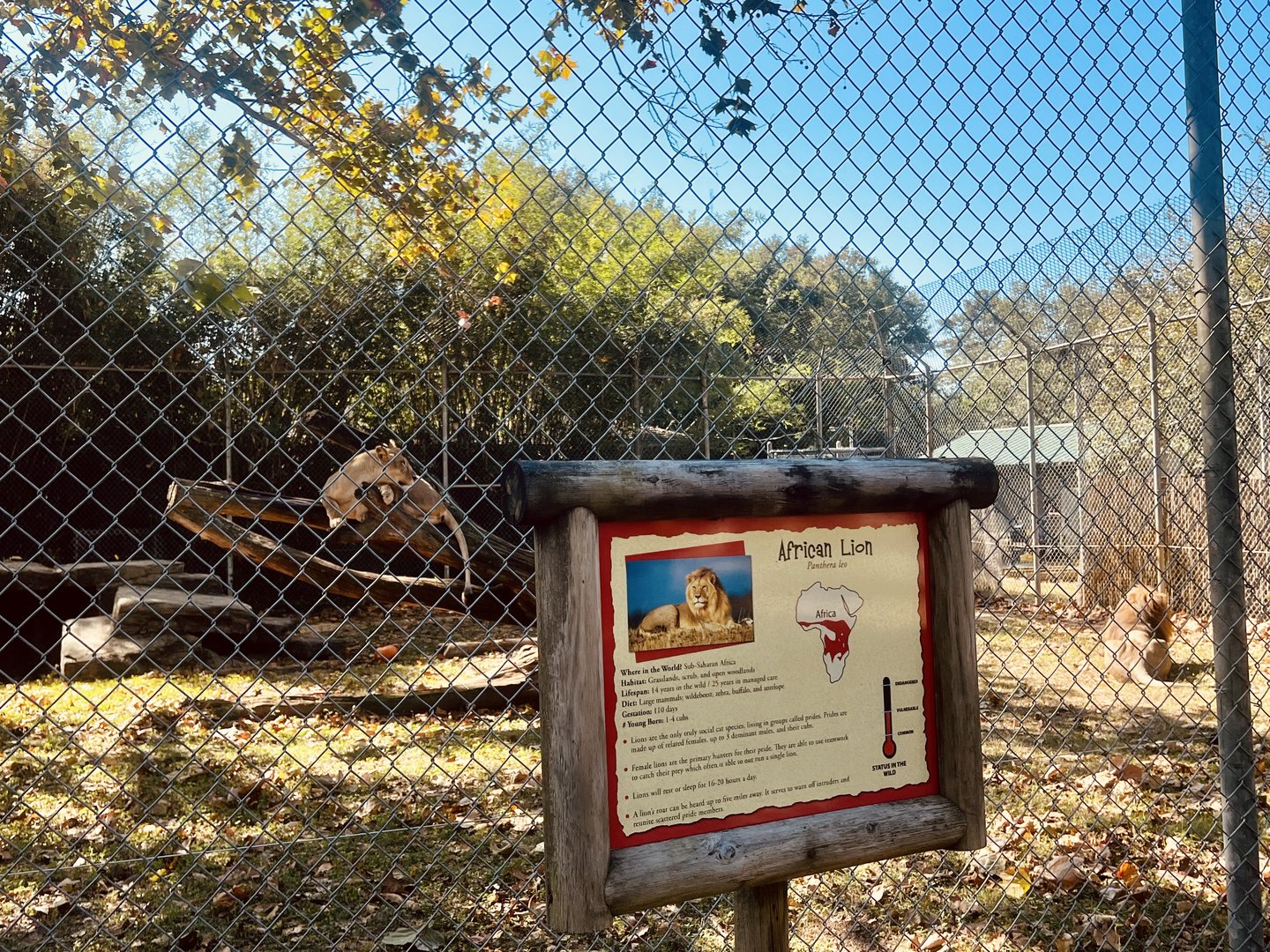 African Lion Exhibit
