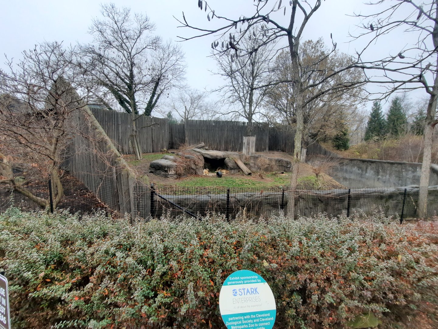 African Lion Exhibit