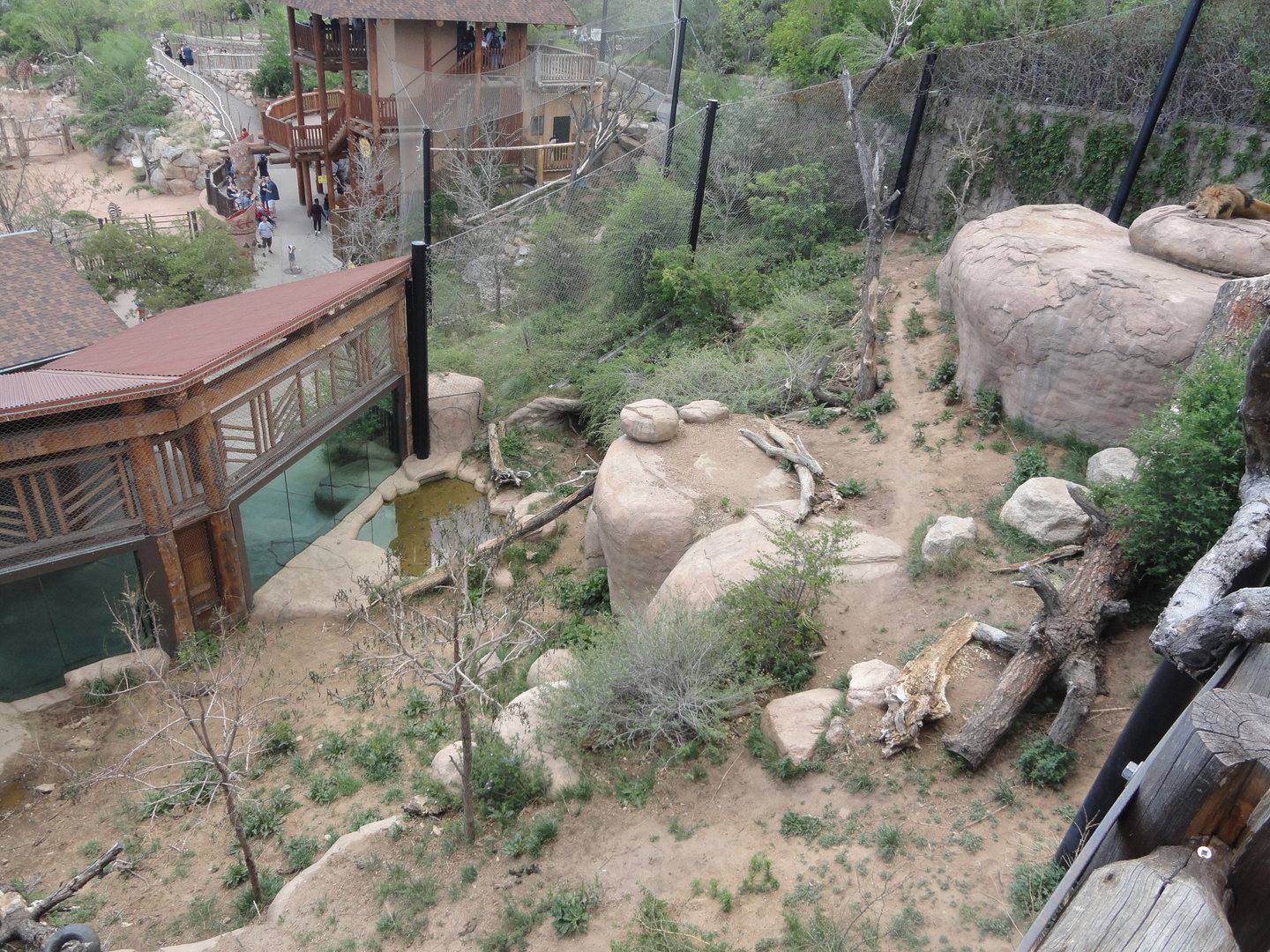 African Lion Exhibit