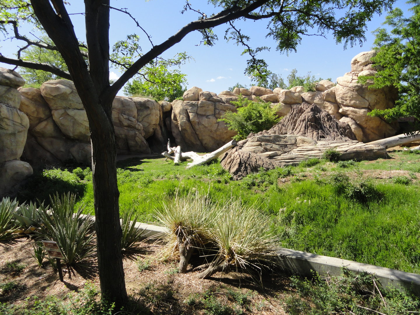 African Lion Exhibit