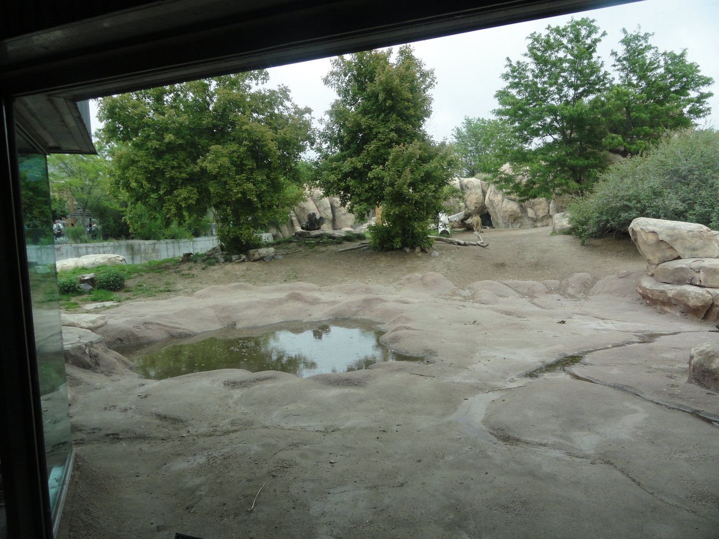 African Lion Exhibit