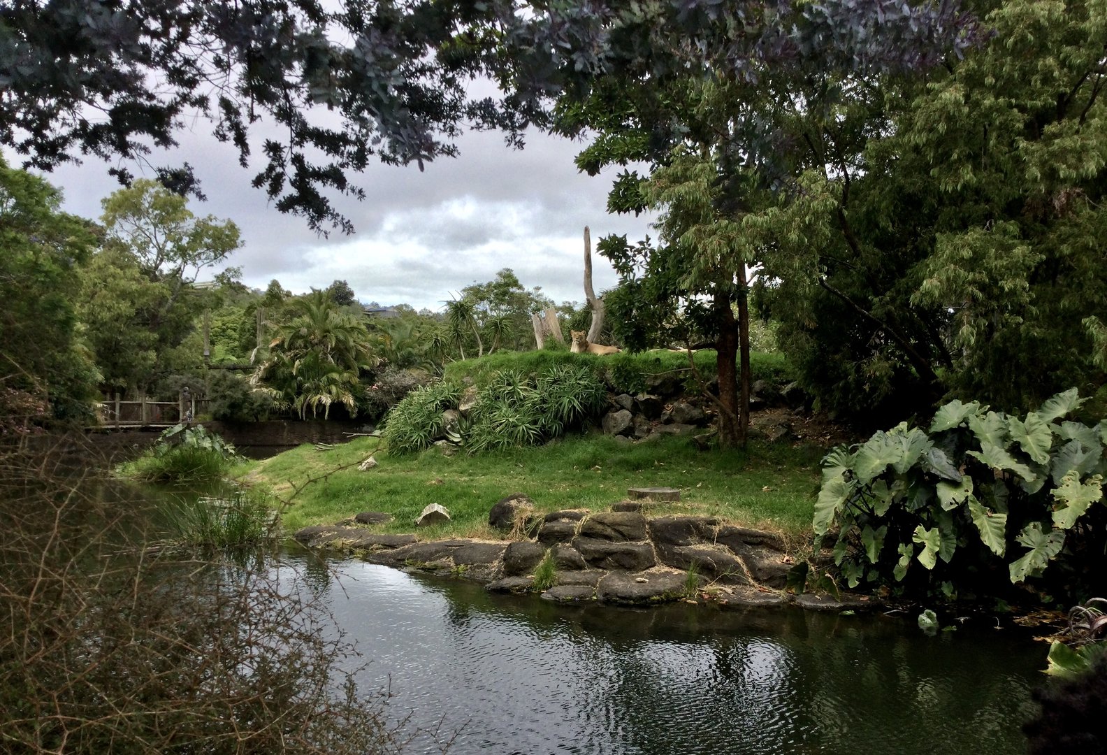 African lion exhibit