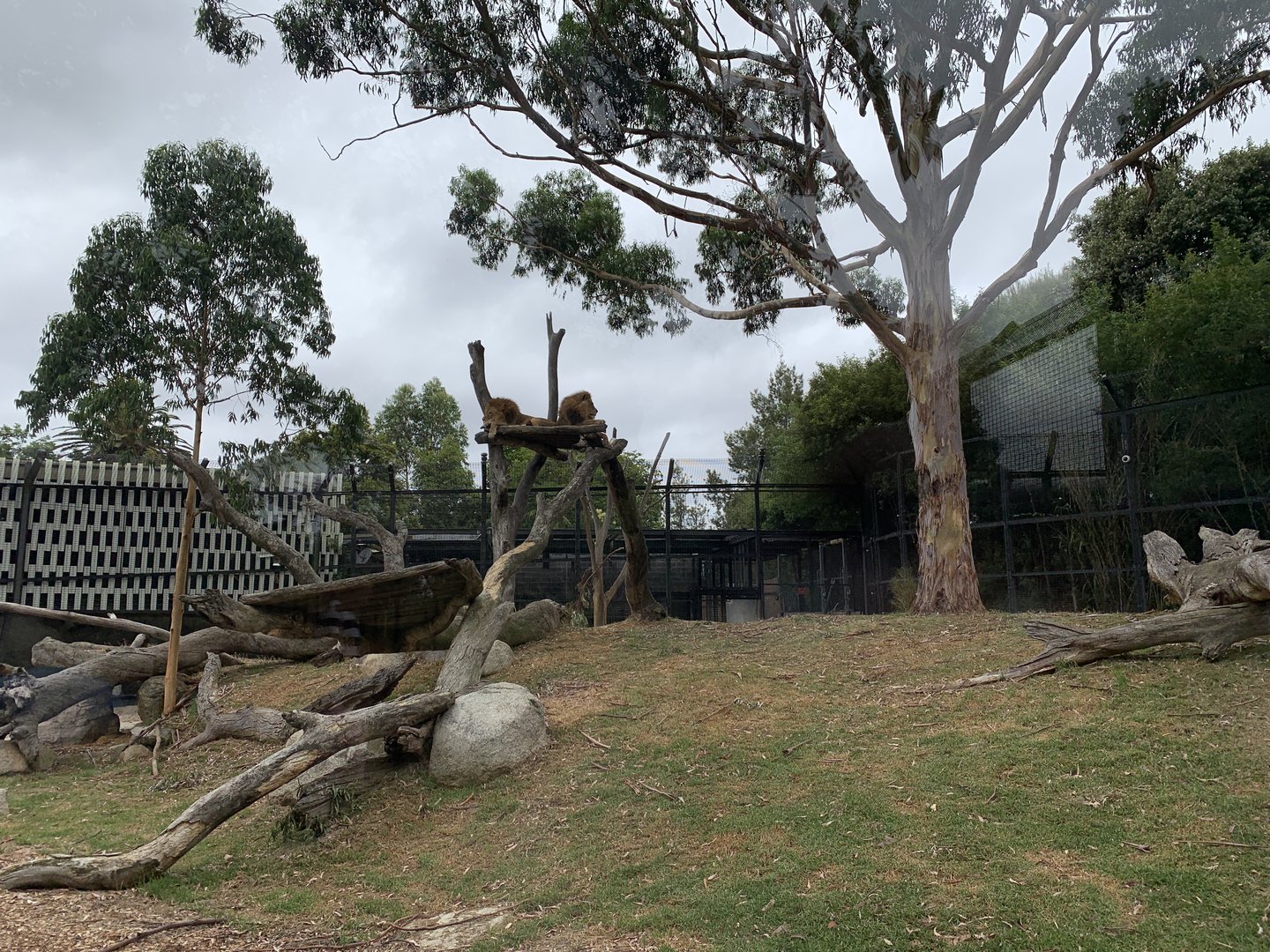 African Lion Exhibit