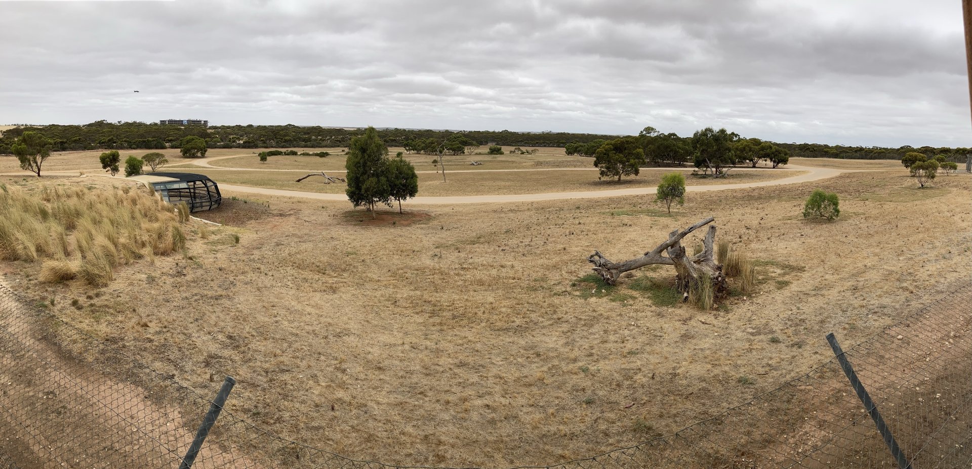 African Lion Exhibit