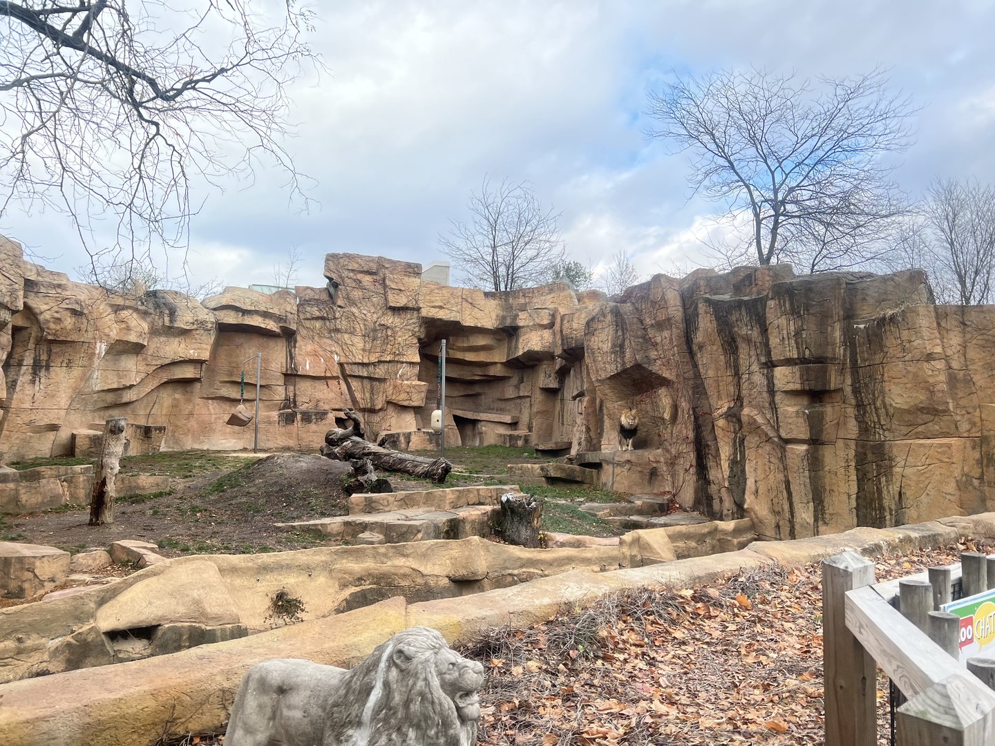 African Lion Exhibit