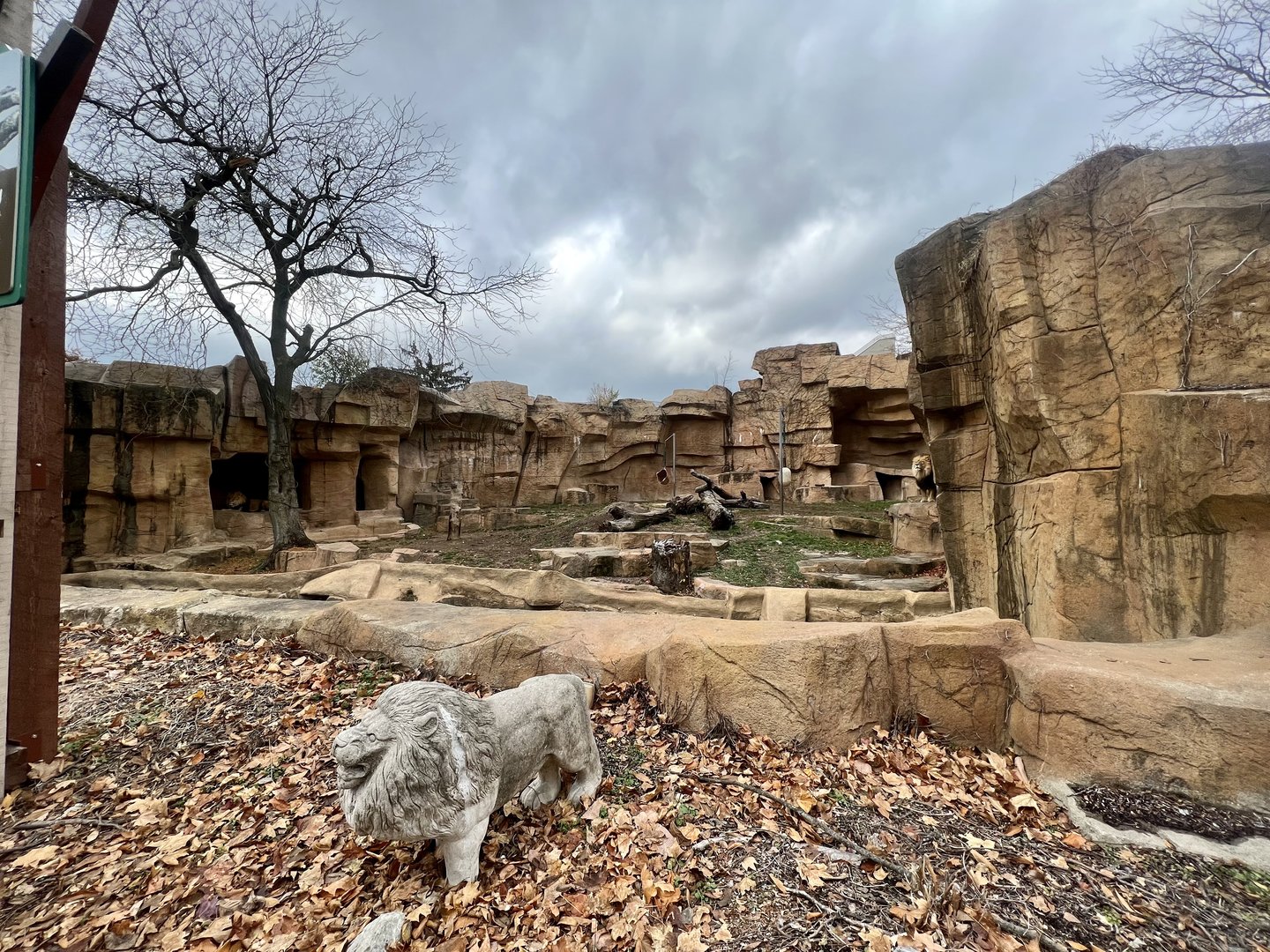 African Lion Exhibit