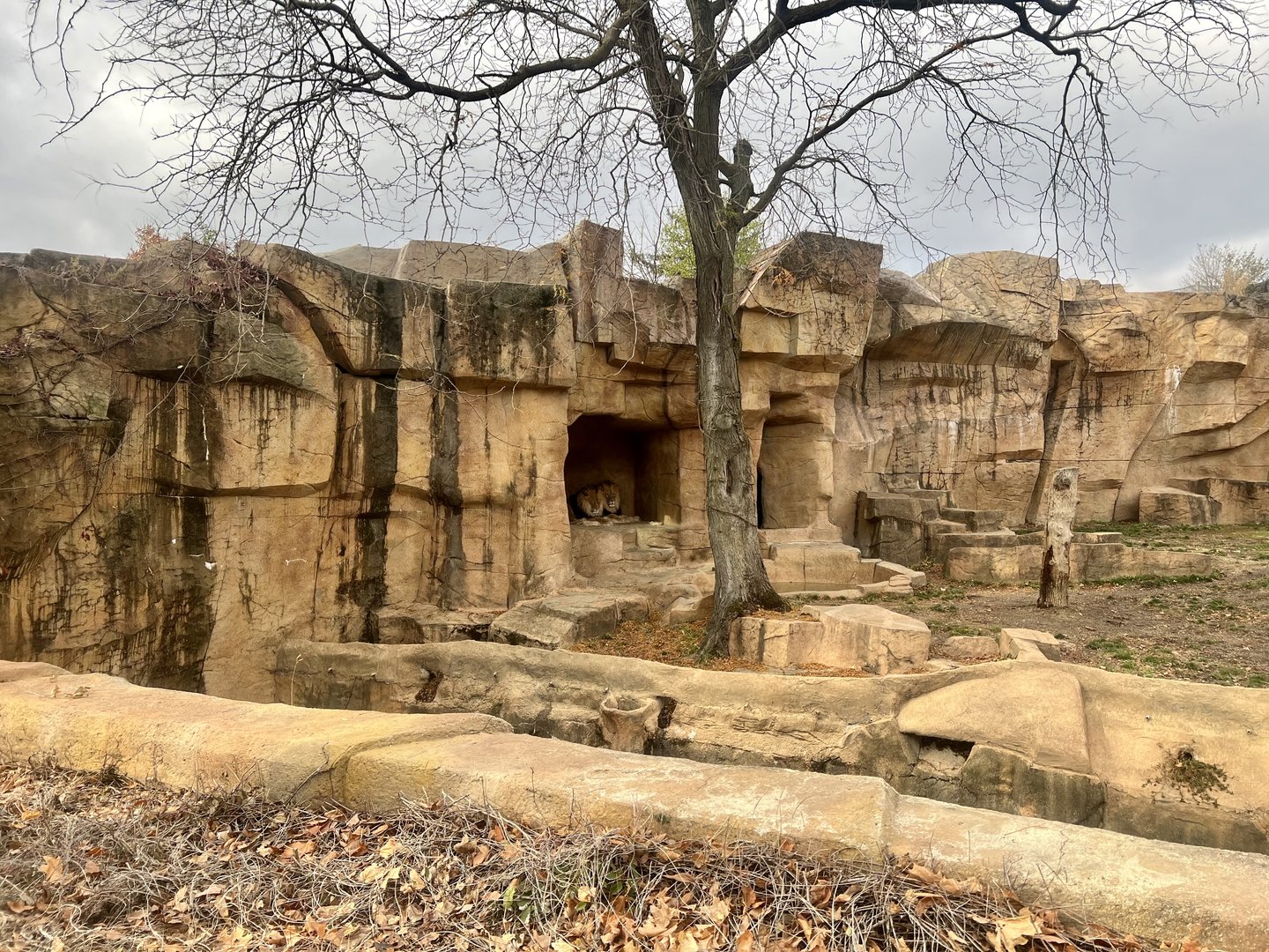 African Lion Exhibit