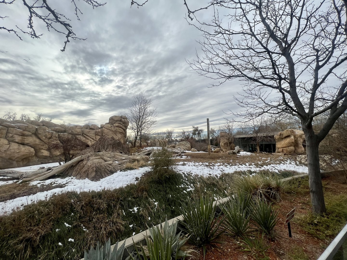 African Lion Exhibit