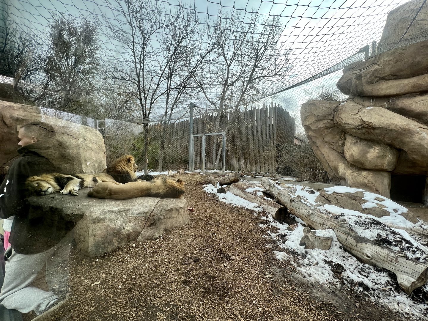 African Lion Exhibit