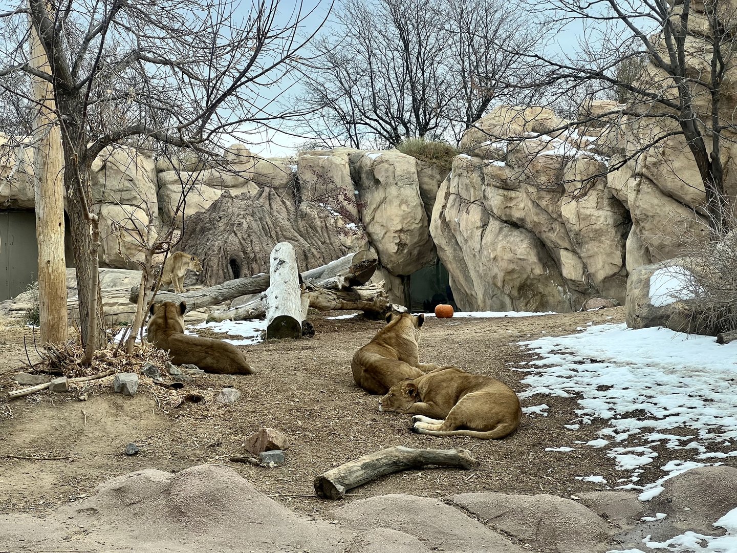 African Lion Exhibit