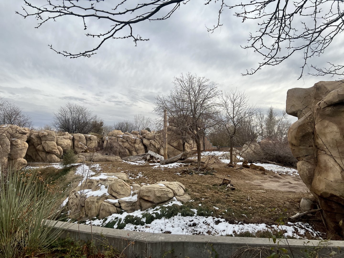 African Lion Exhibit