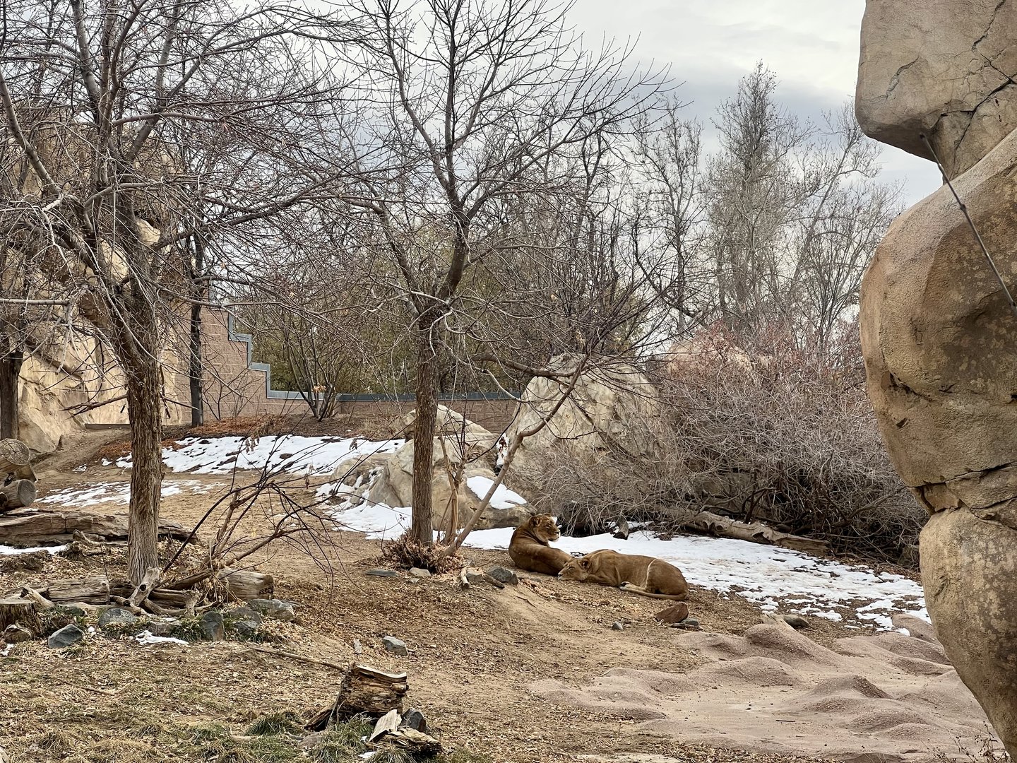African Lion Exhibit