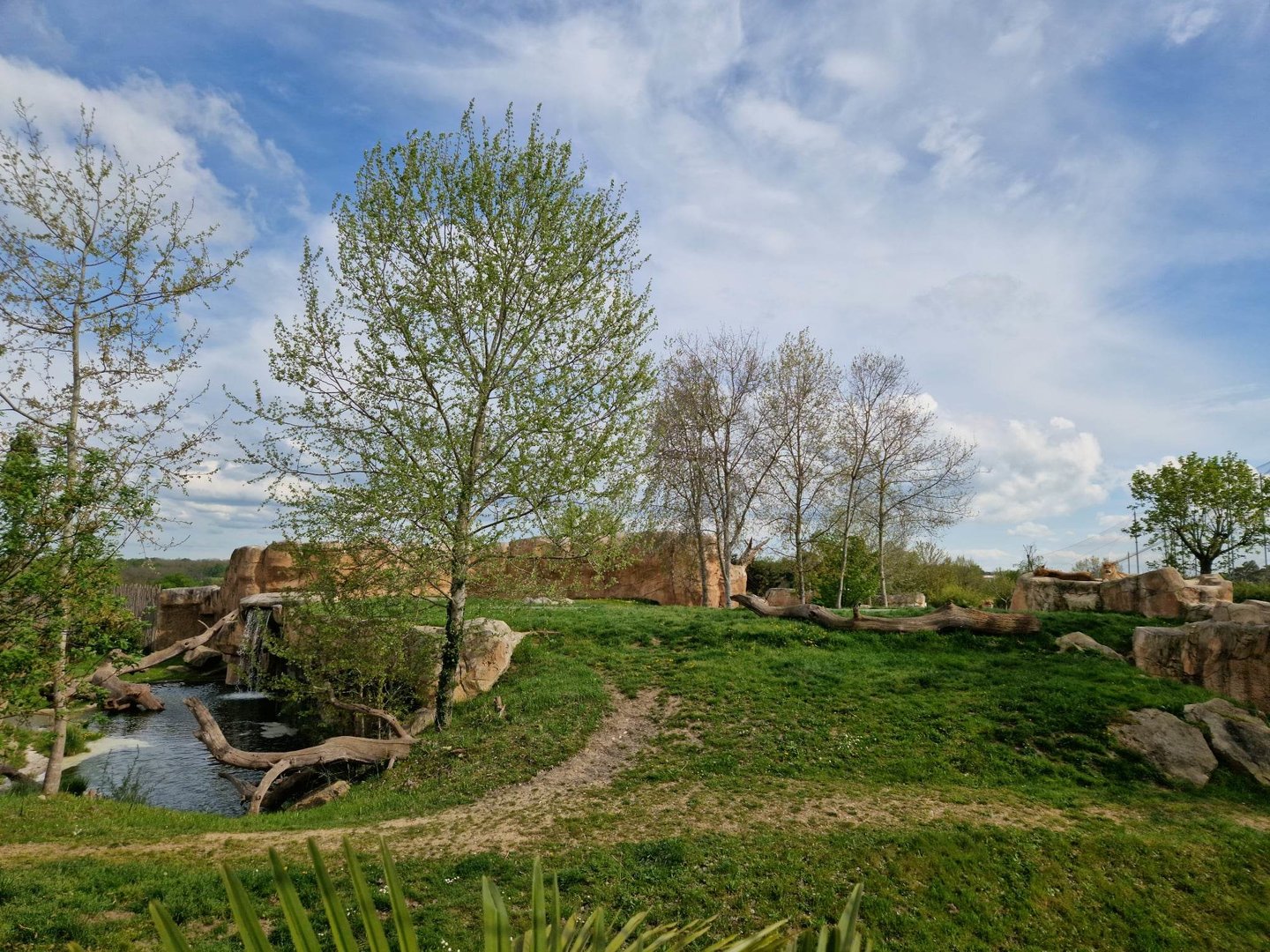 African Lion Exhibit