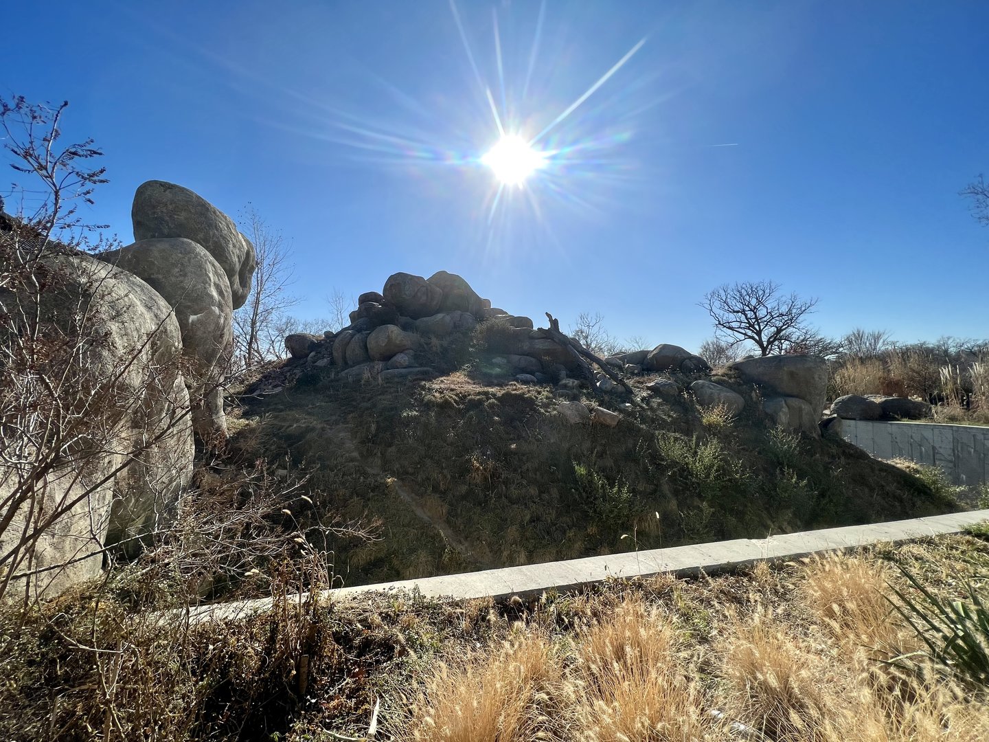 African Lion Exhibit