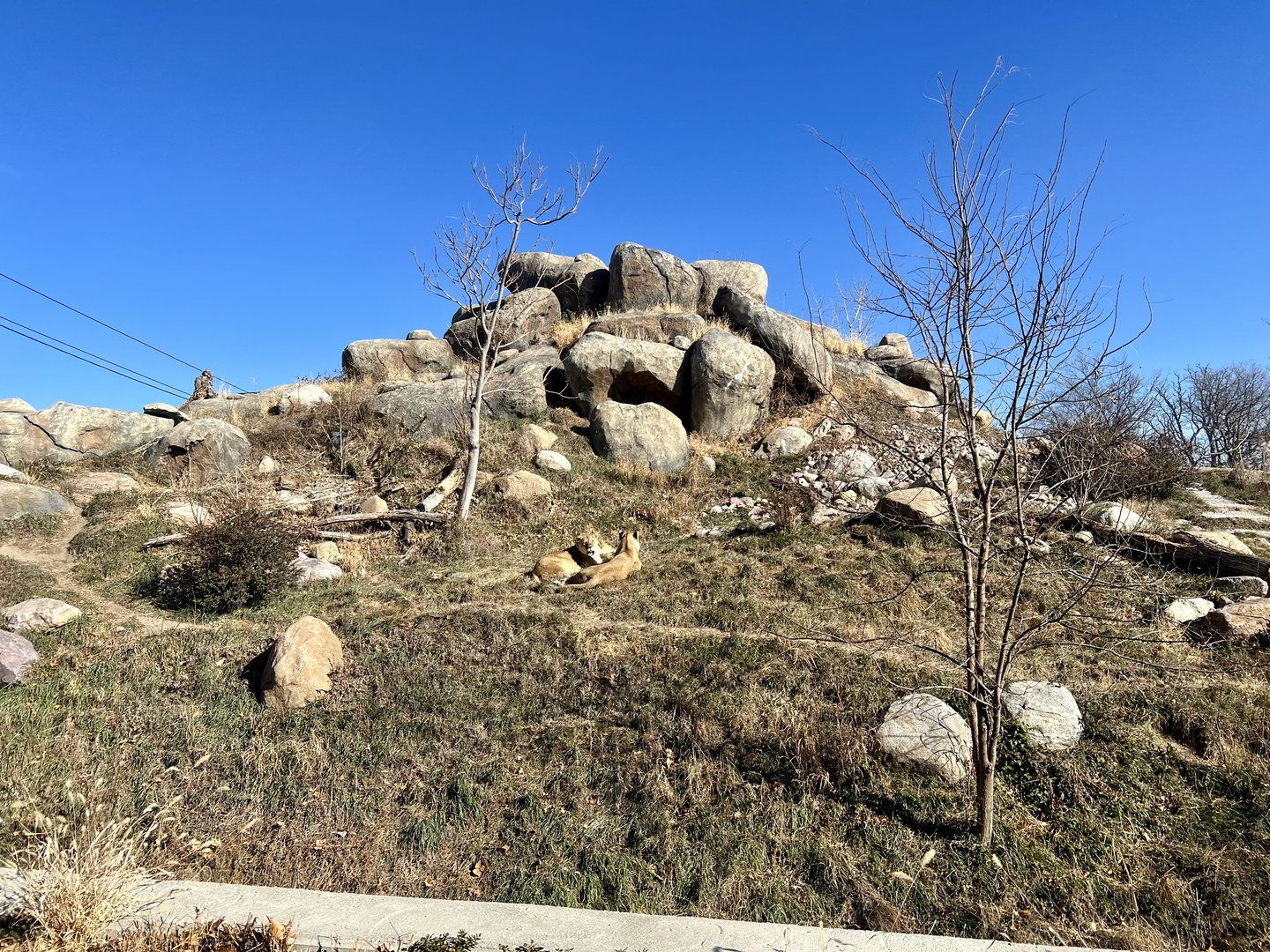 African Lion Exhibit