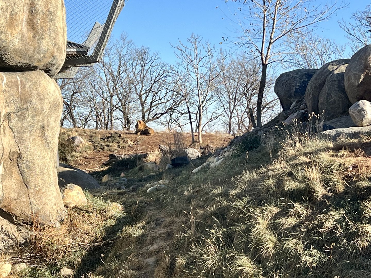 African Lion Exhibit